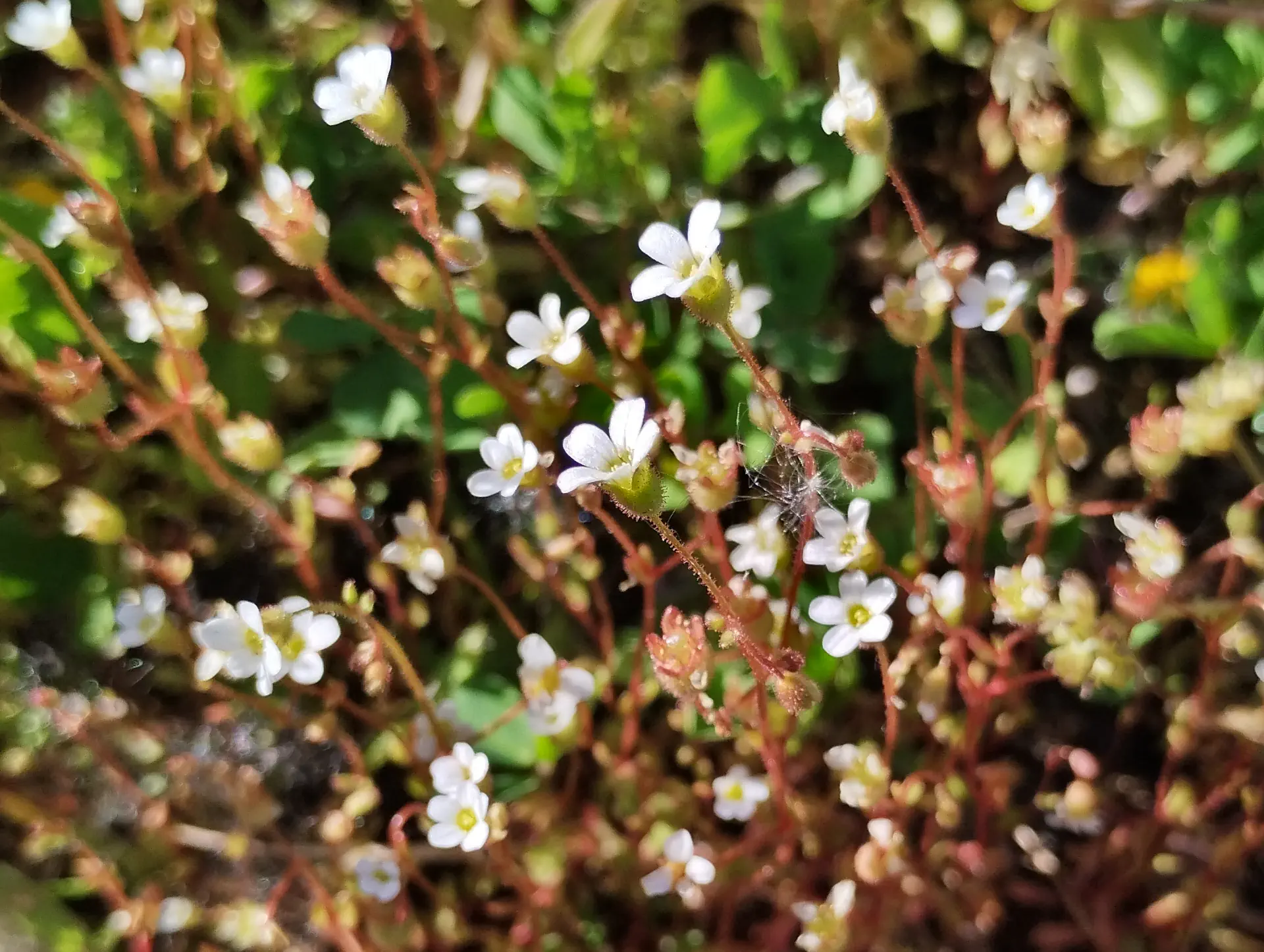 img/saxifraga-tridactylites-2.webp