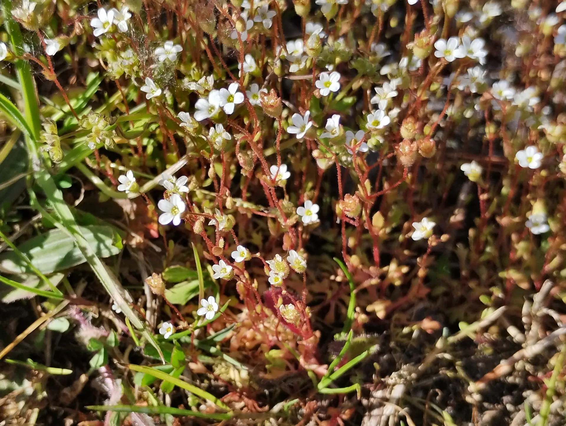 img/saxifraga-tridactylites-3.webp
