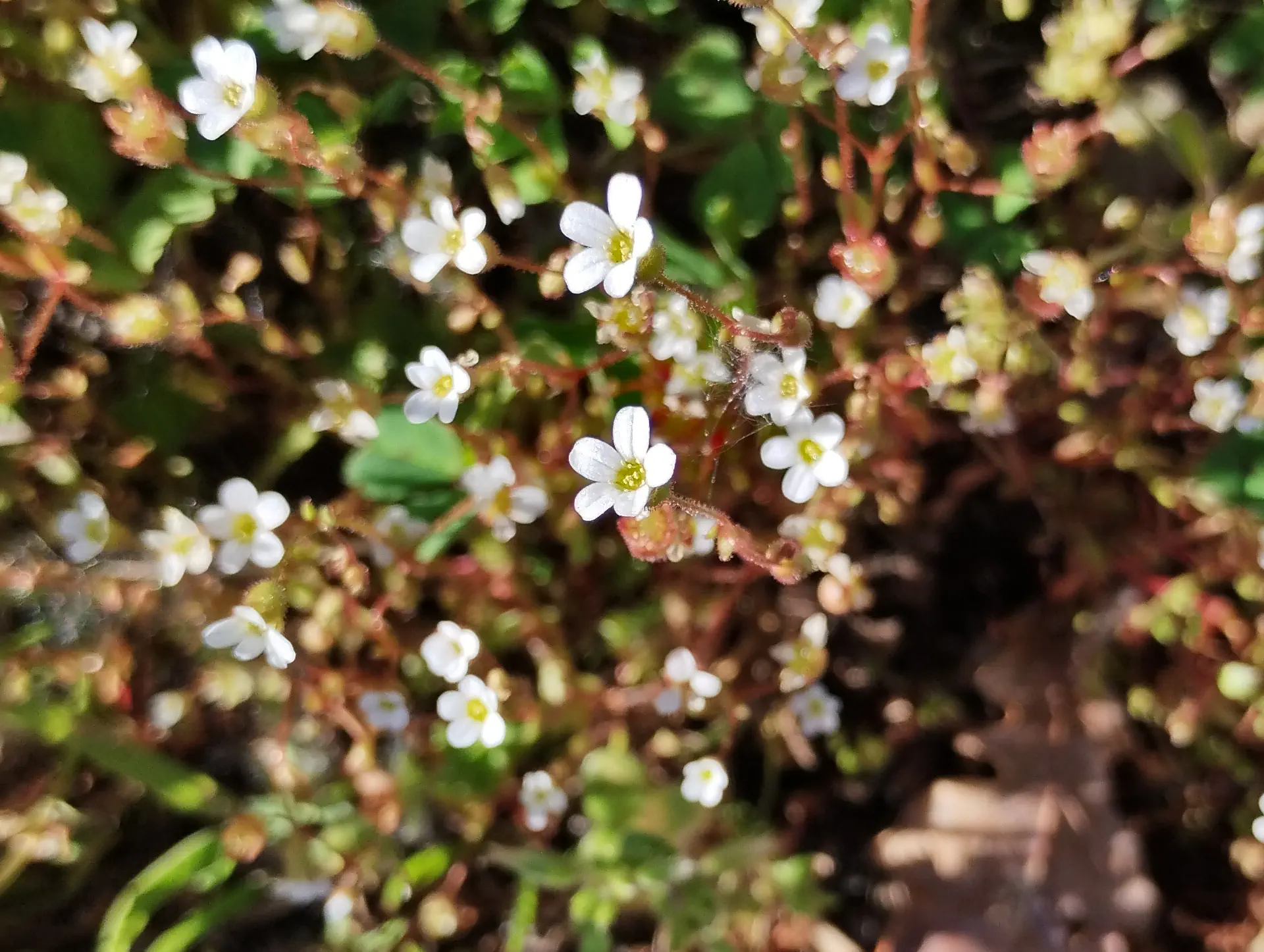 img/saxifraga-tridactylites.webp