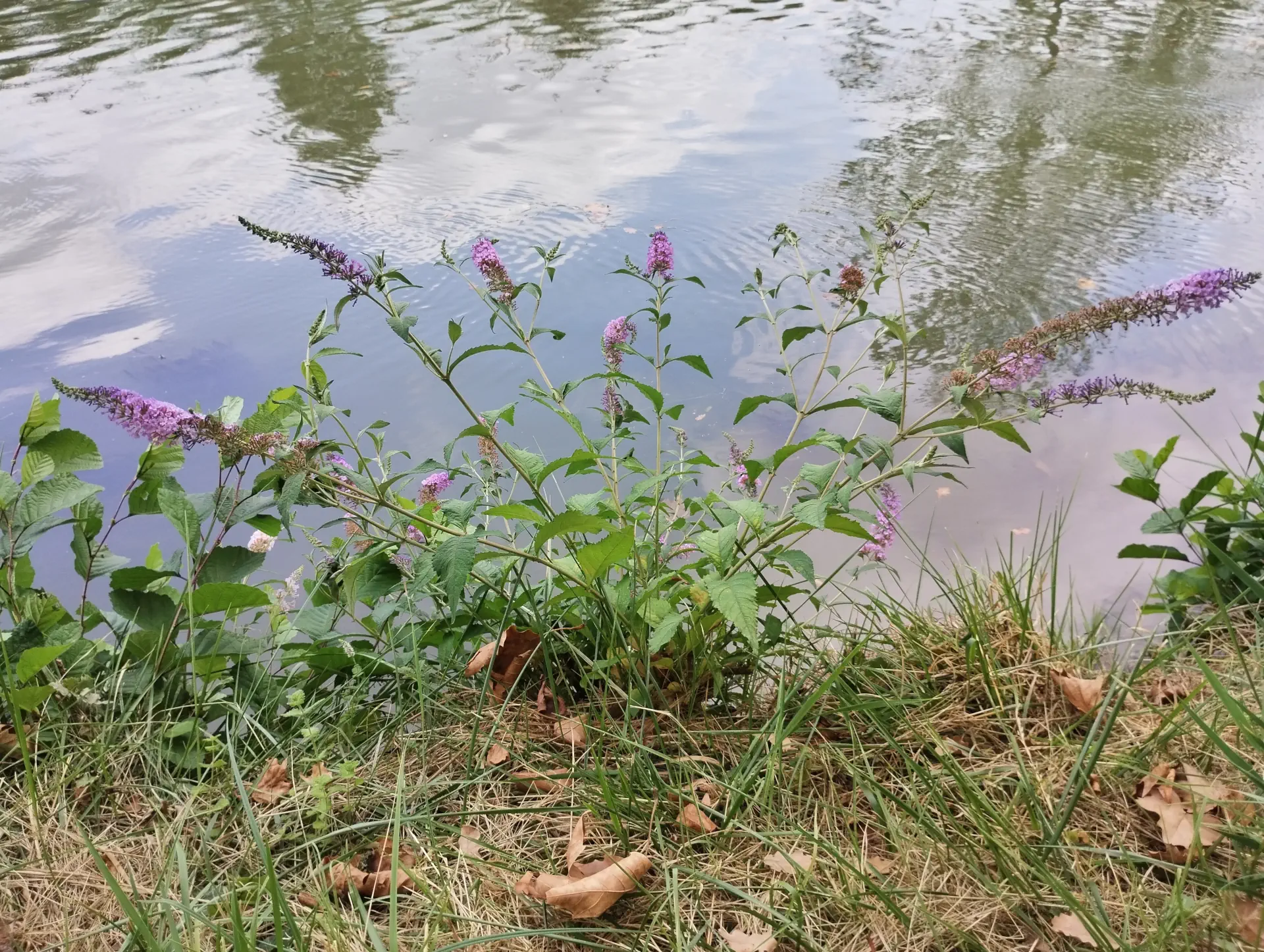 img/buddleja-japonica-2.webp