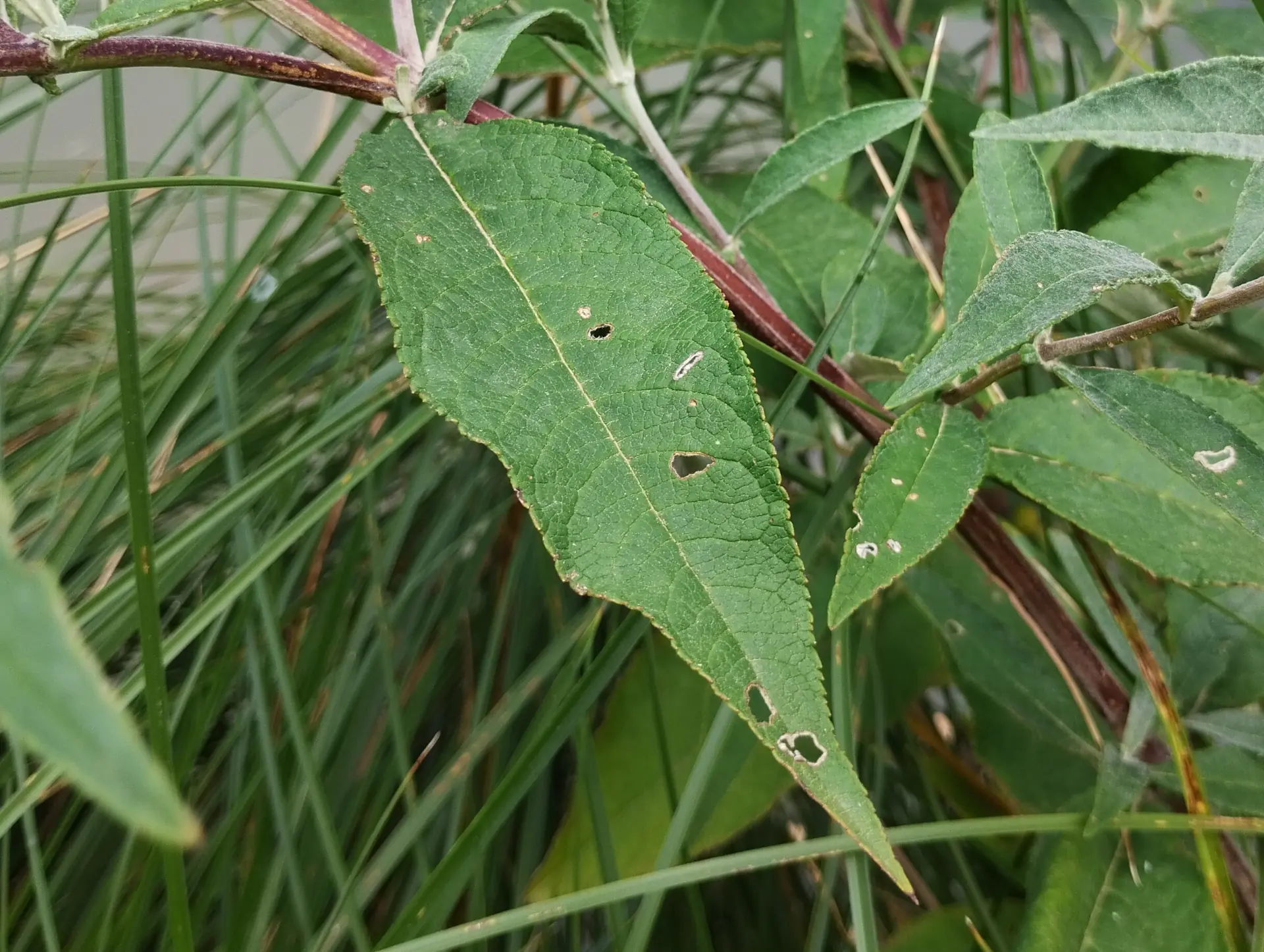 img/buddleja-japonica-3.webp