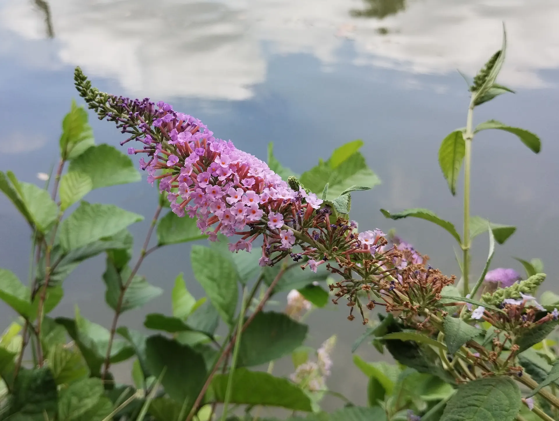 img/buddleja-japonica-4.webp