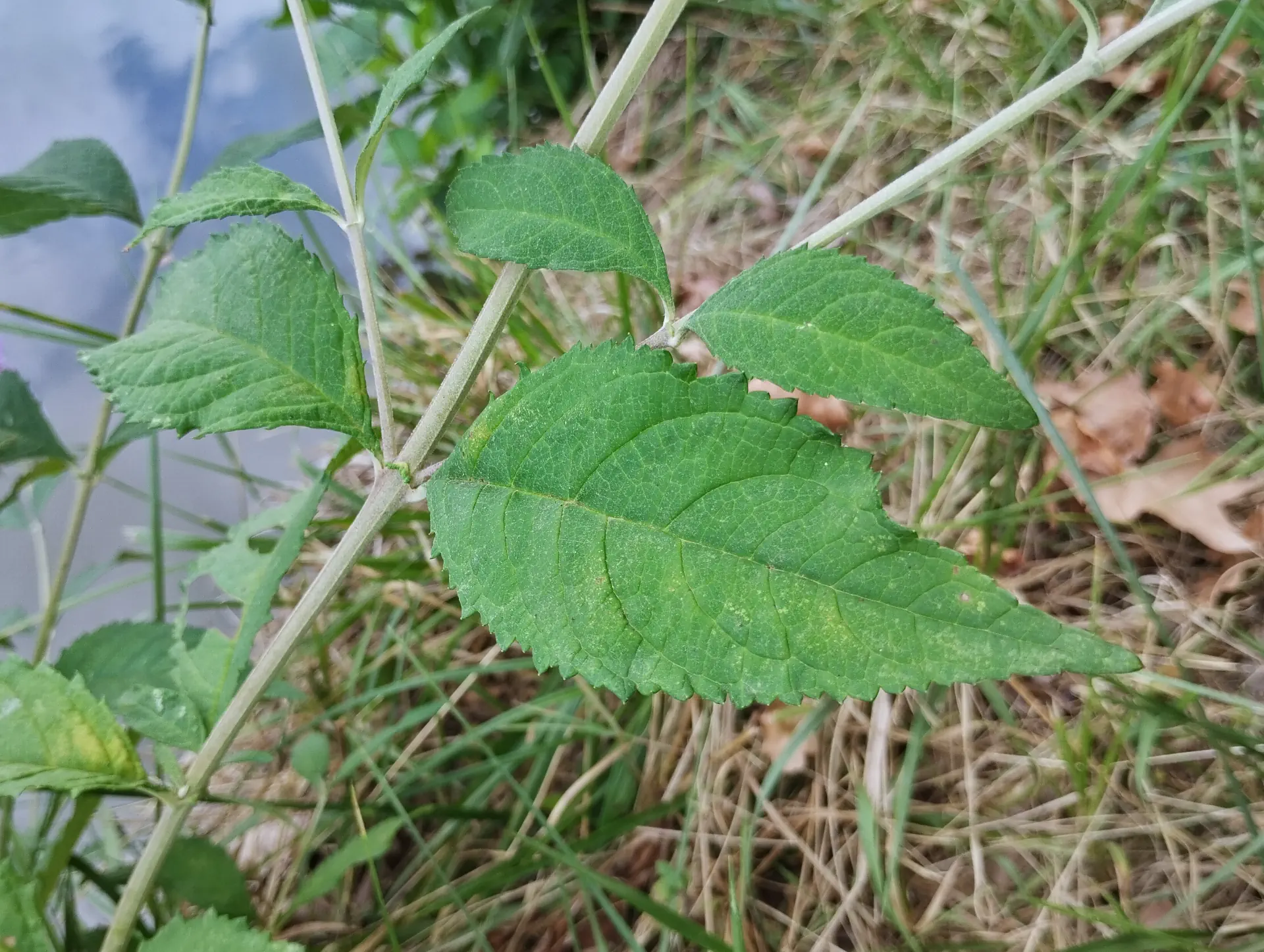 img/buddleja-japonica-5.webp