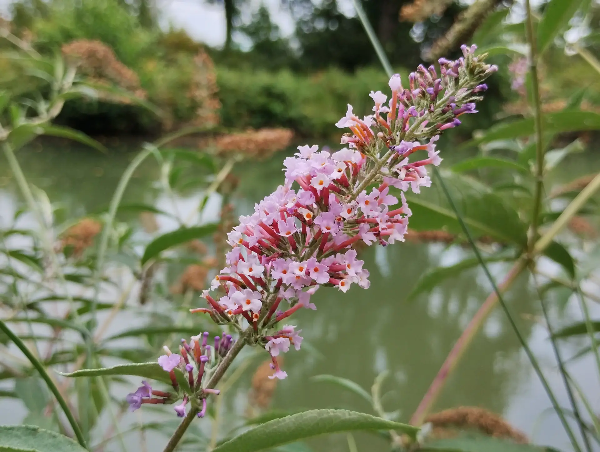 img/buddleja-japonica.webp