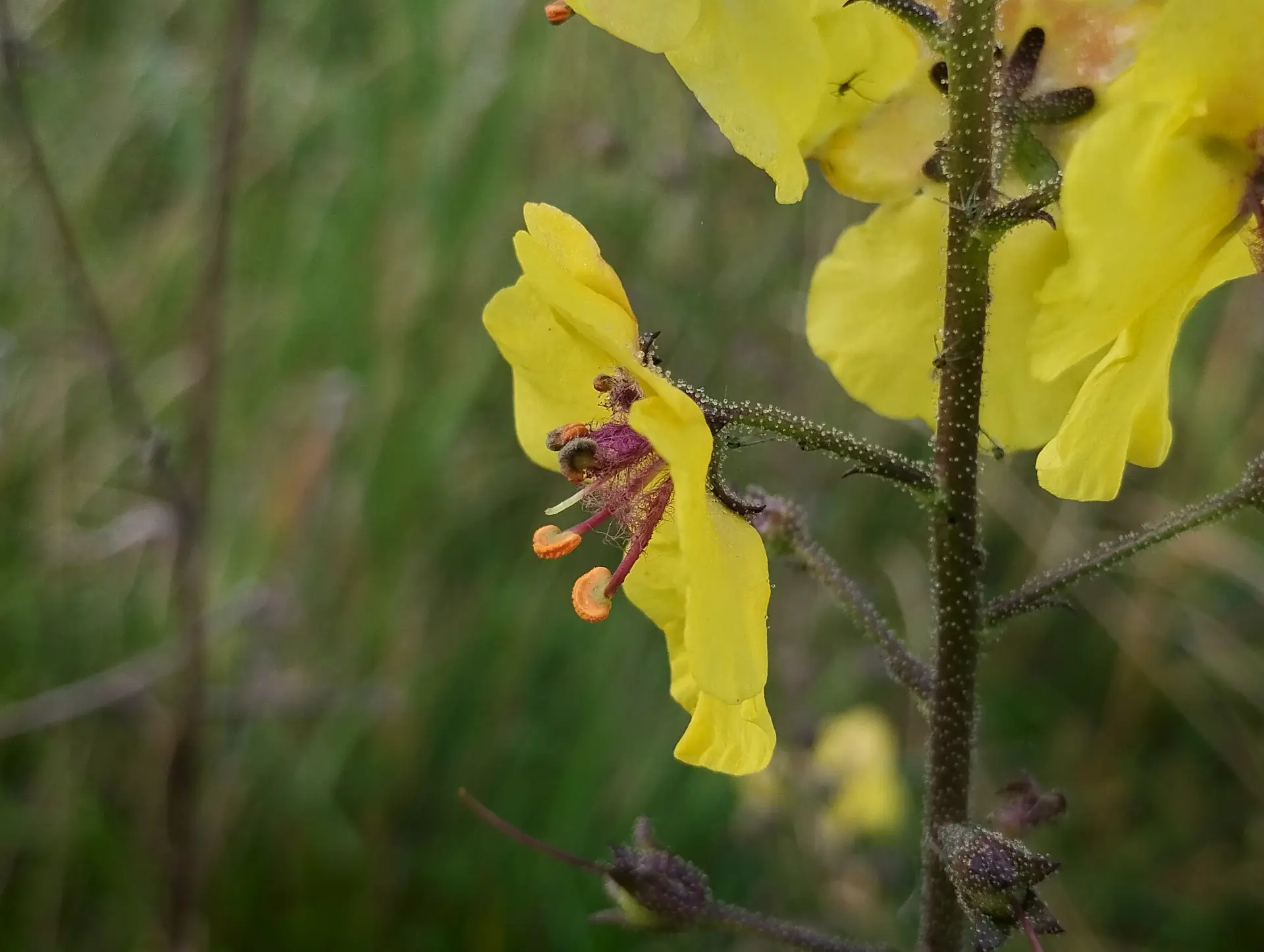 img/verbascum-blattaria-2.webp