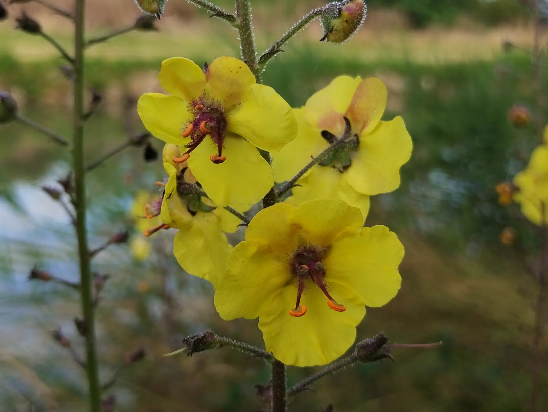 img/verbascum-blattaria-3.webp