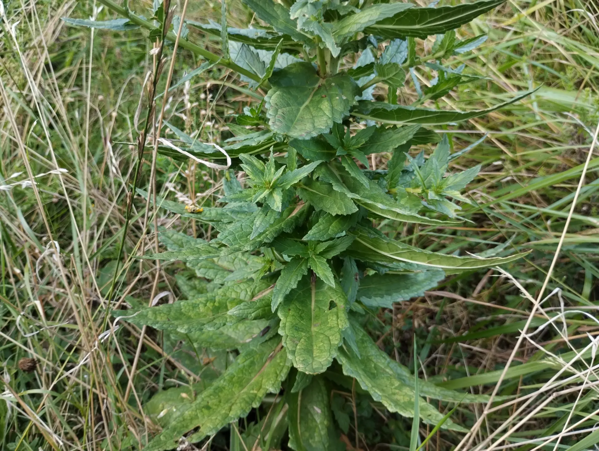 img/verbascum-blattaria-5.webp