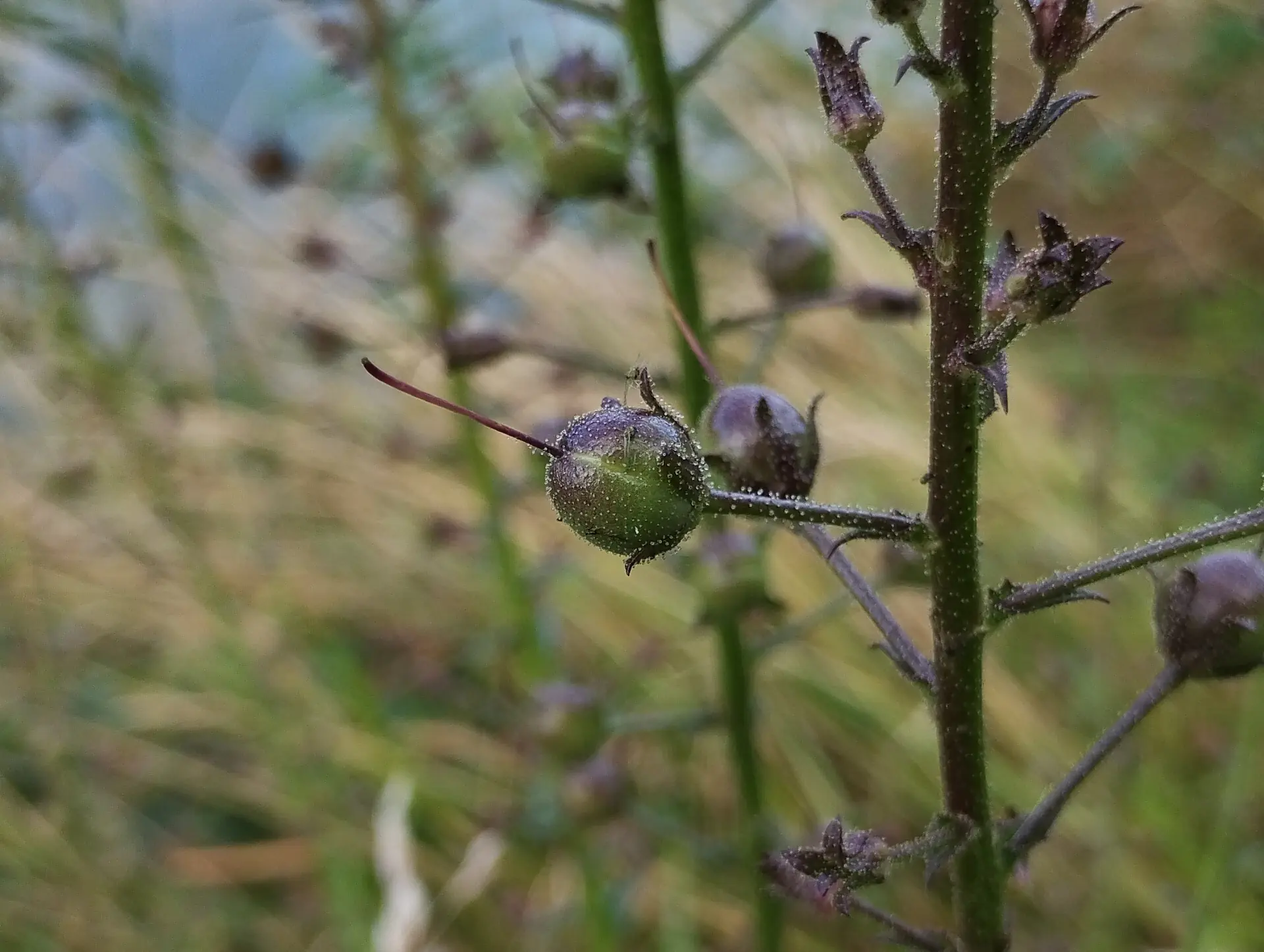 img/verbascum-blattaria-7.webp