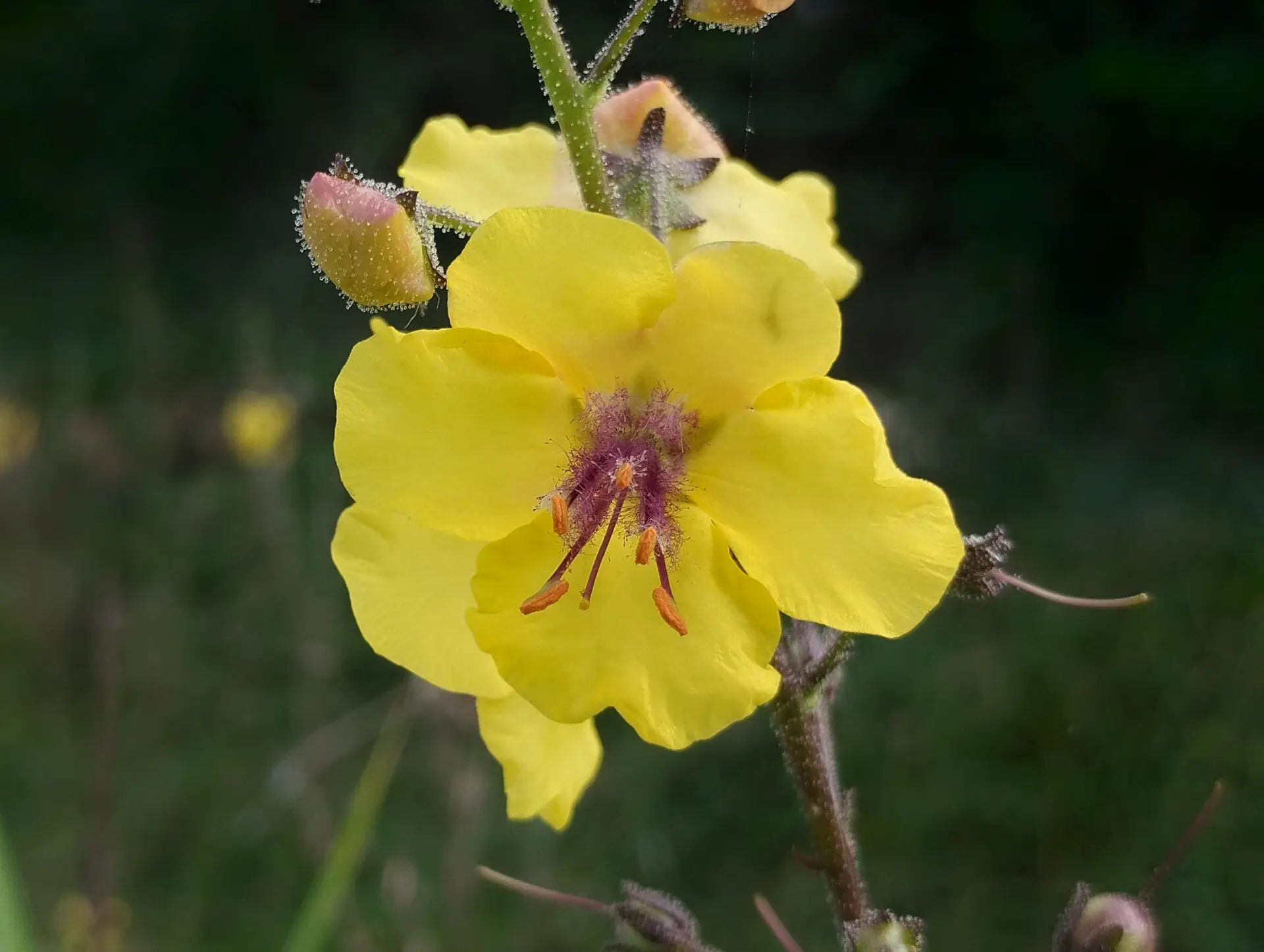 img/verbascum-blattaria.webp