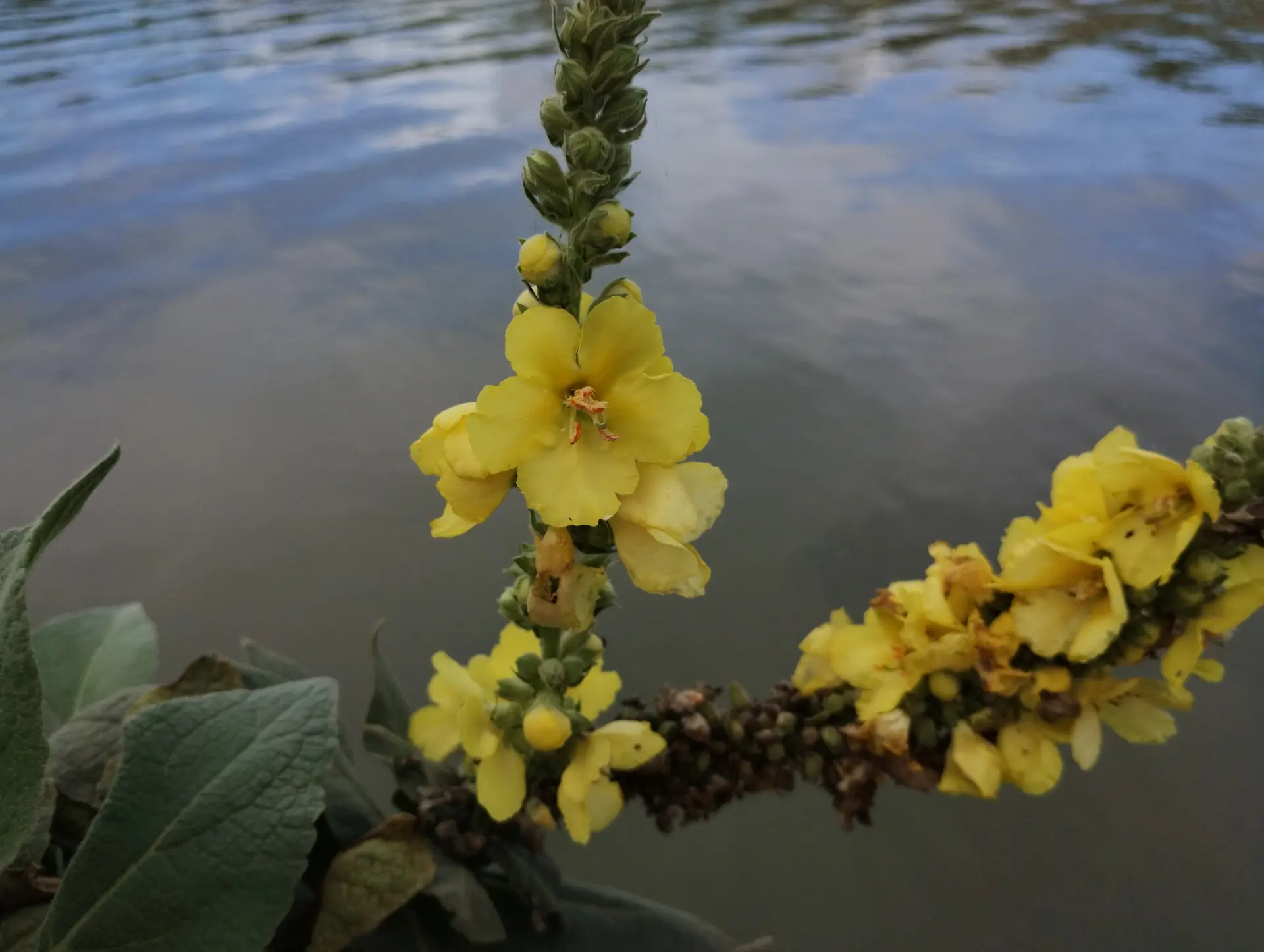 img/verbascum-densiflorum-2.webp