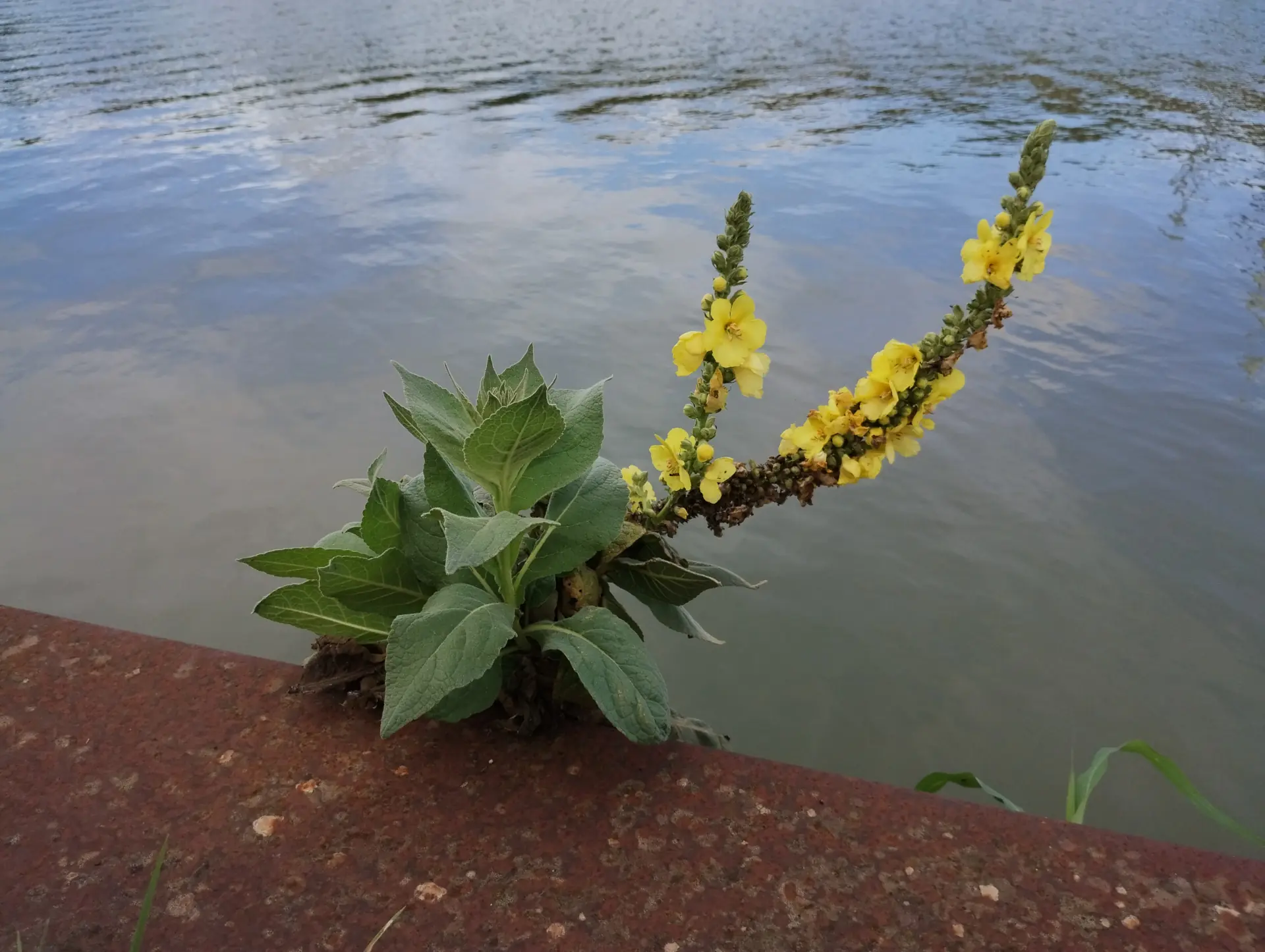 img/verbascum-densiflorum-3.webp