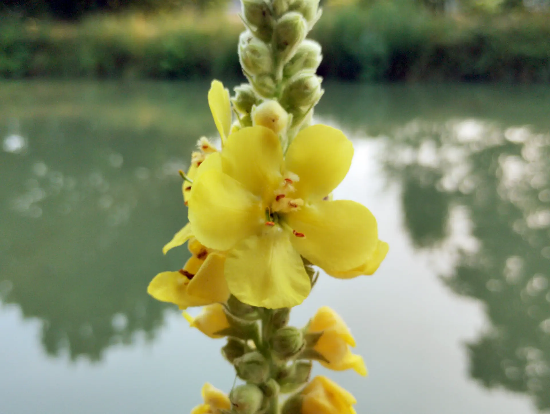 img/verbascum-densiflorum-4.webp