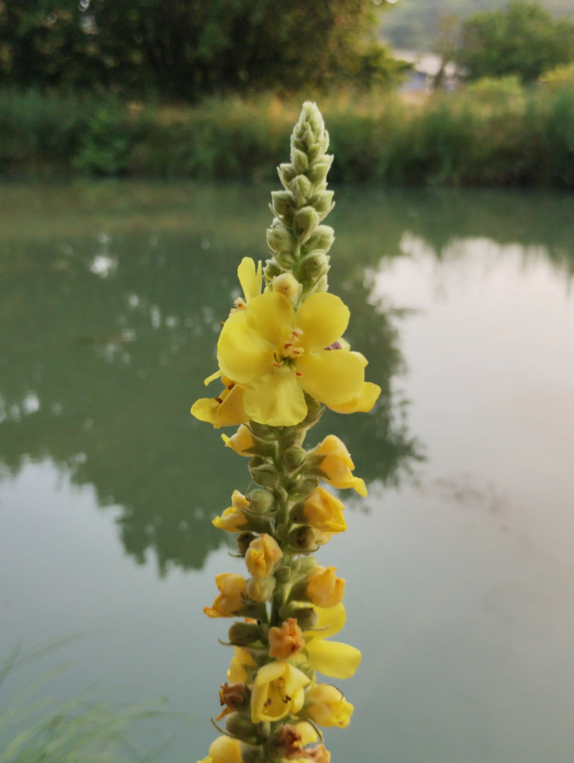 img/verbascum-densiflorum-5.webp