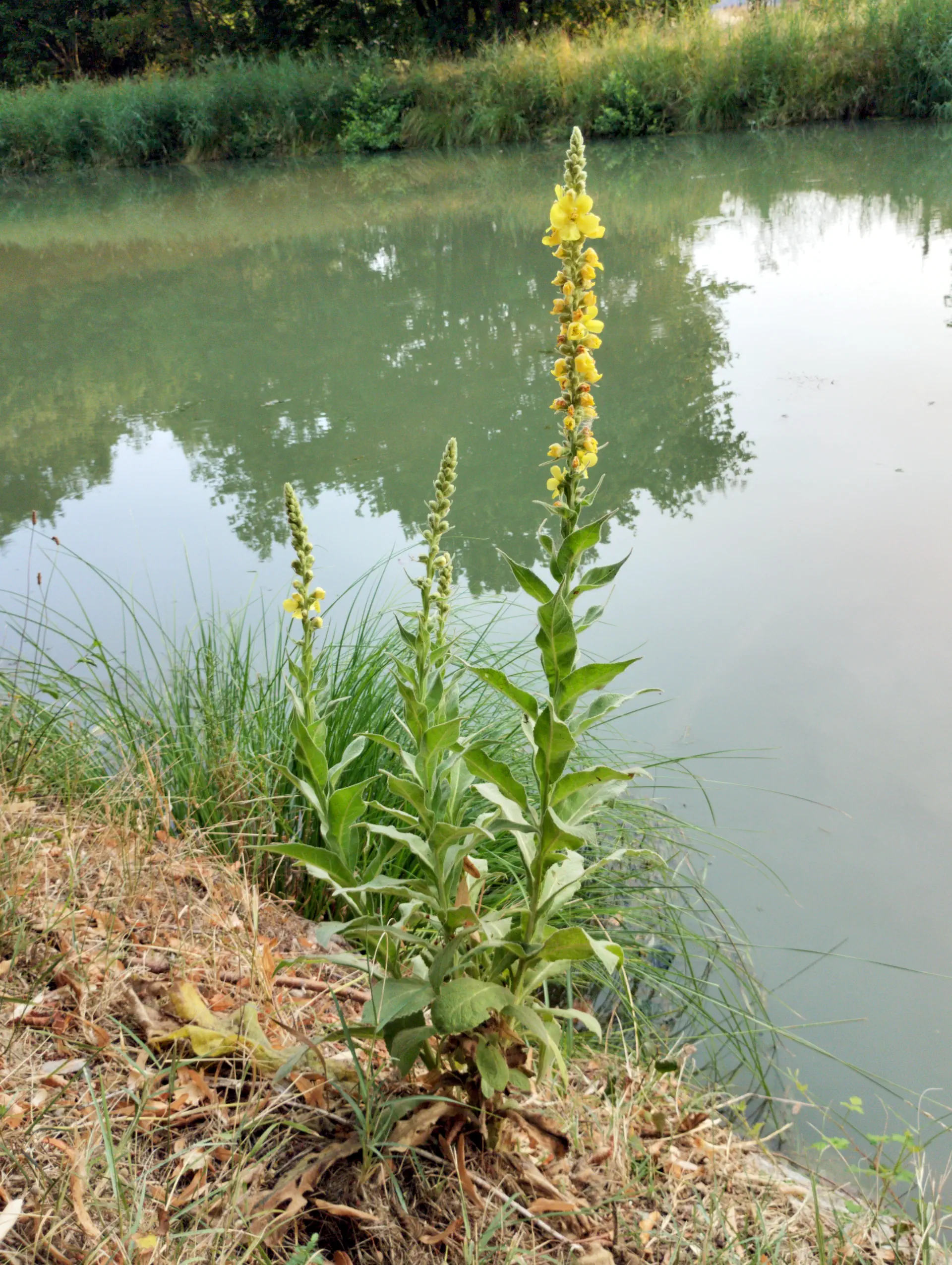 img/verbascum-densiflorum-6.webp