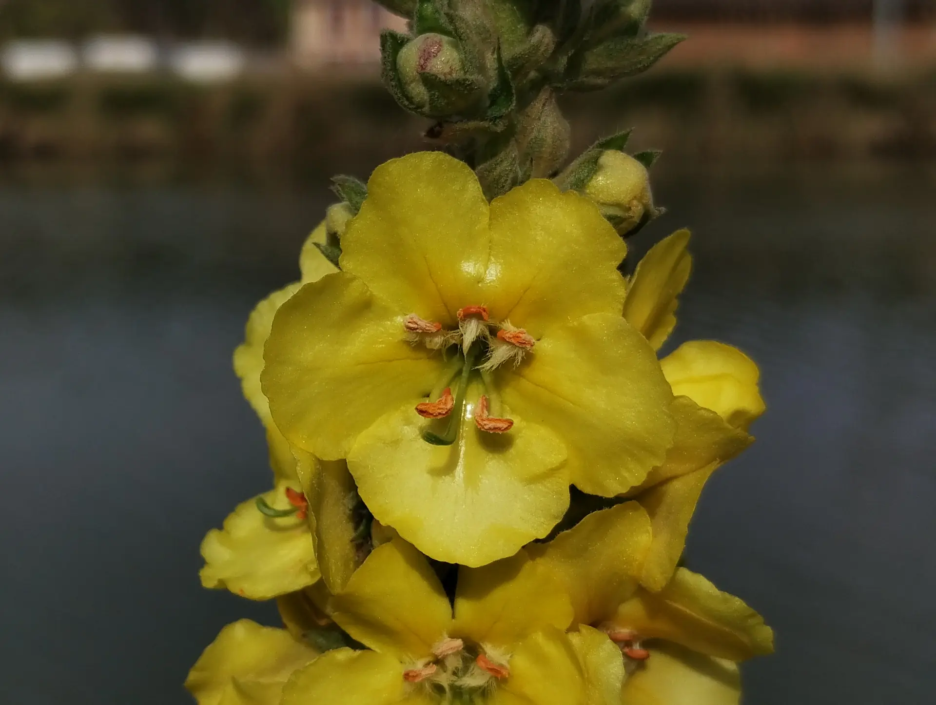 img/verbascum-densiflorum.webp