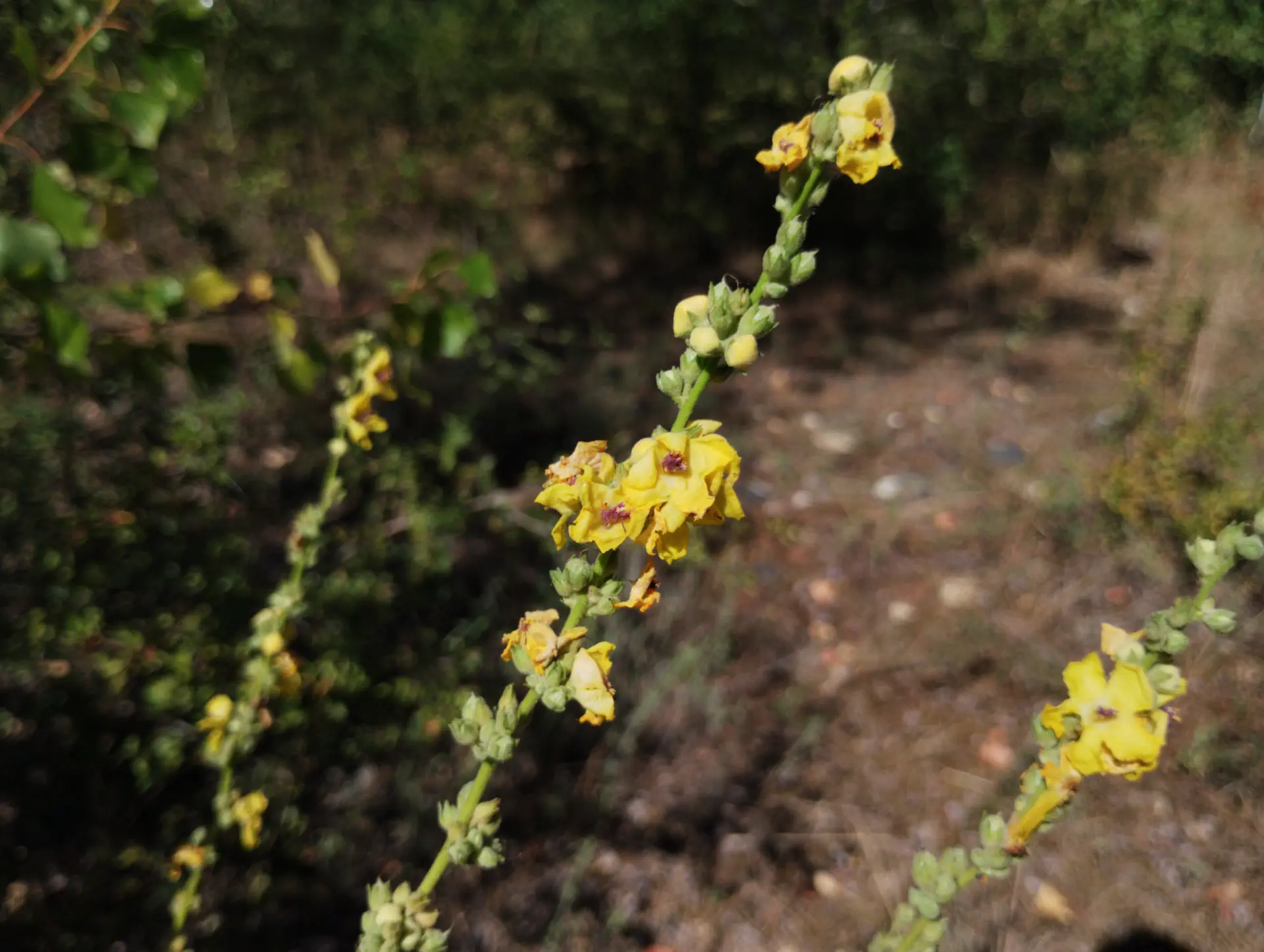 img/verbascum-sinuatum-2.webp