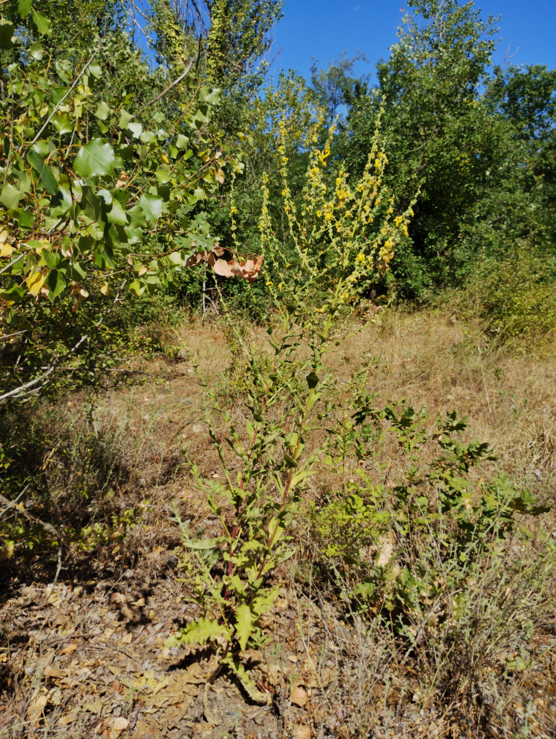 img/verbascum-sinuatum-3.webp