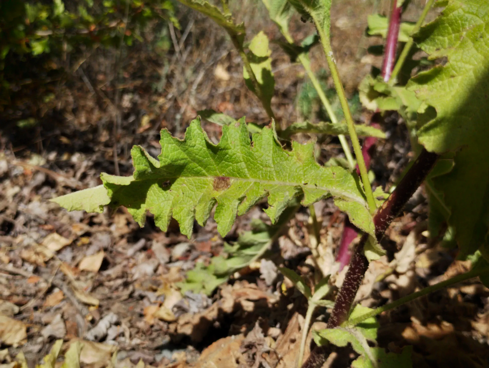 img/verbascum-sinuatum-4.webp