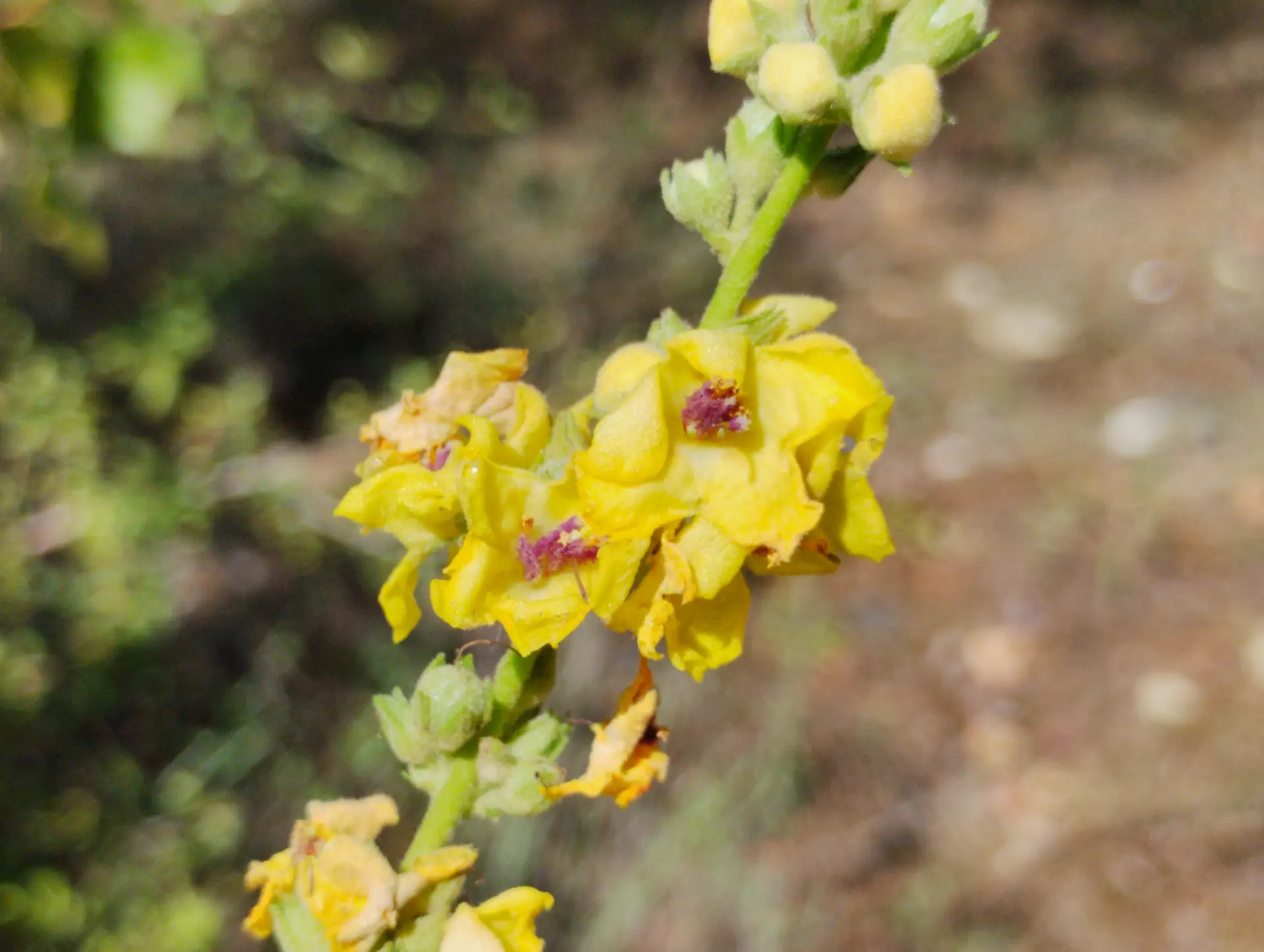 img/verbascum-sinuatum.webp