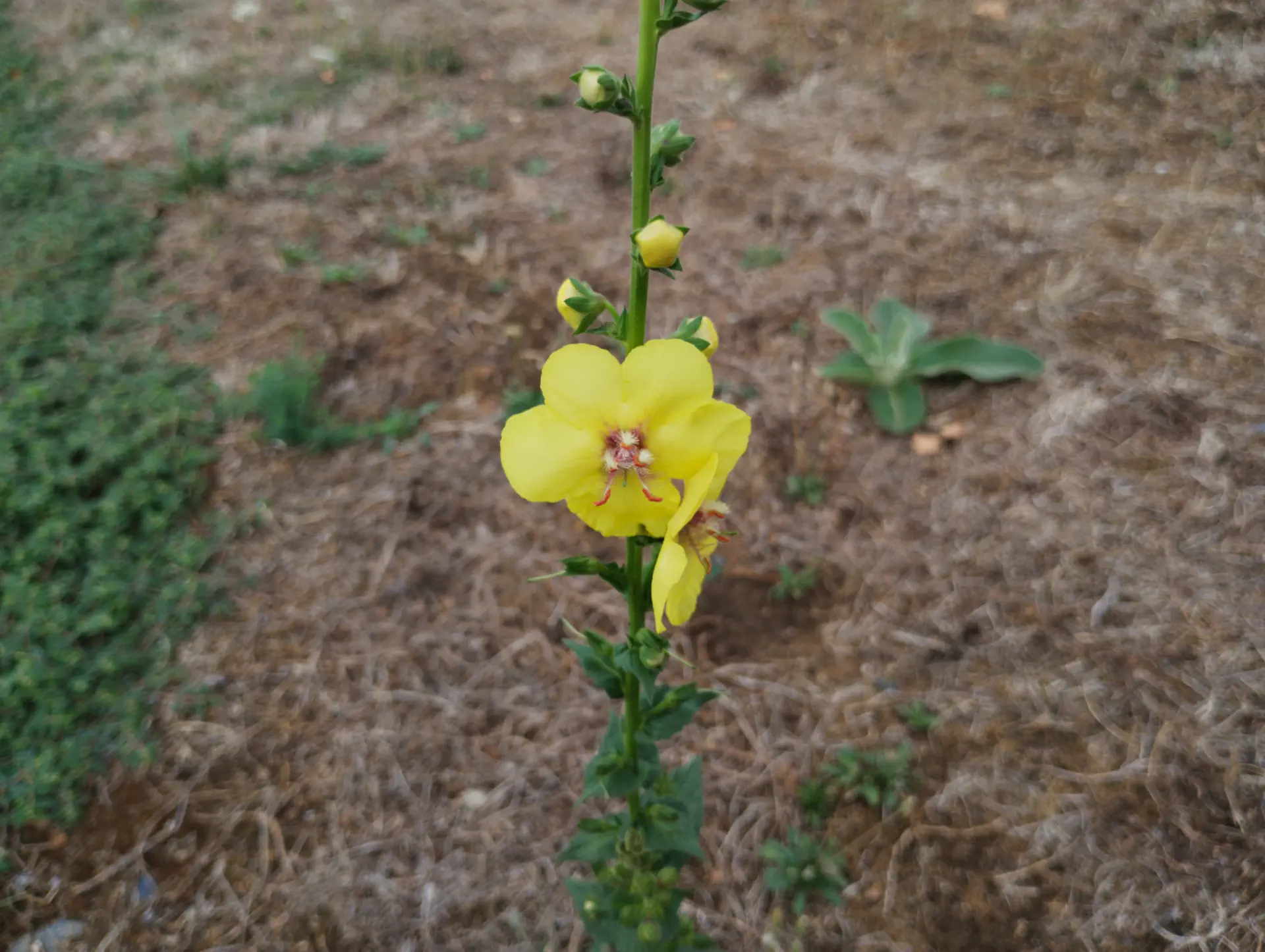 img/verbascum-virgatum-2.webp