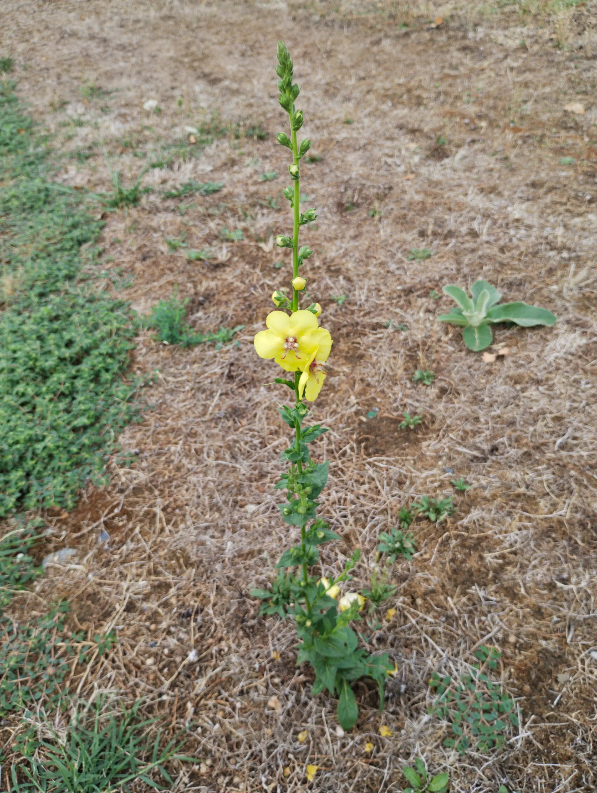 img/verbascum-virgatum-3.webp