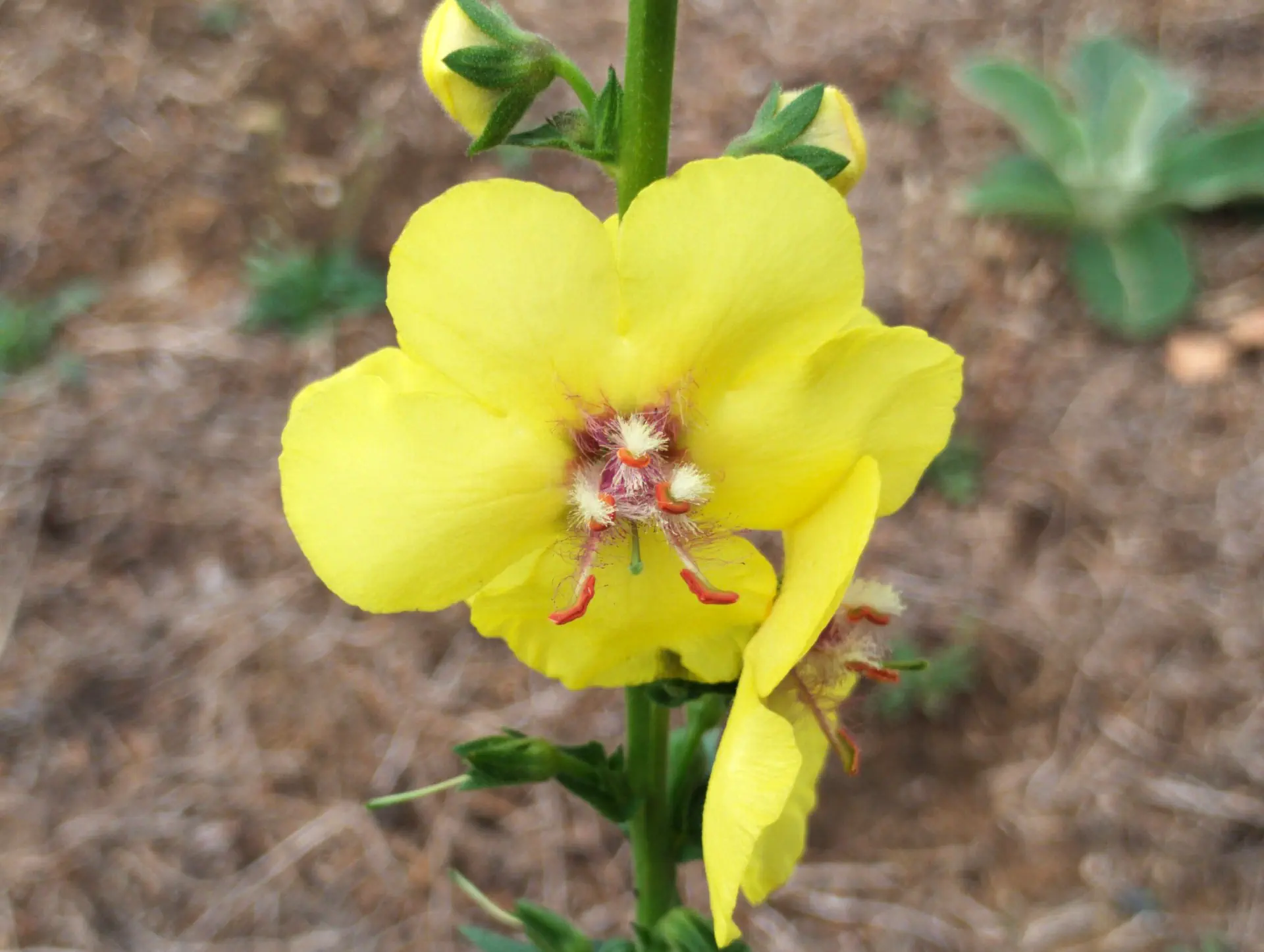img/verbascum-virgatum.webp