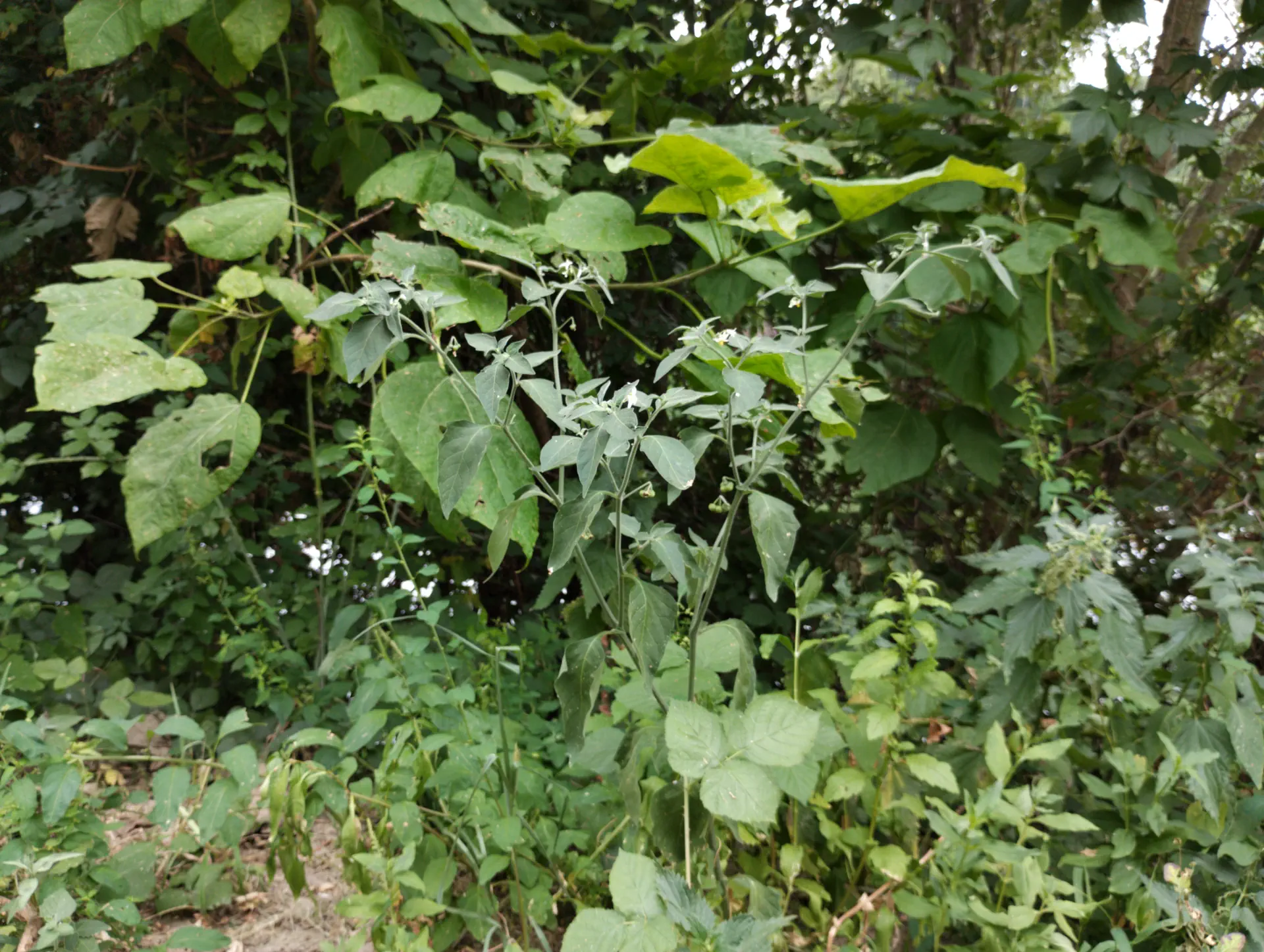 img/solanum-chenopodioides-2.webp