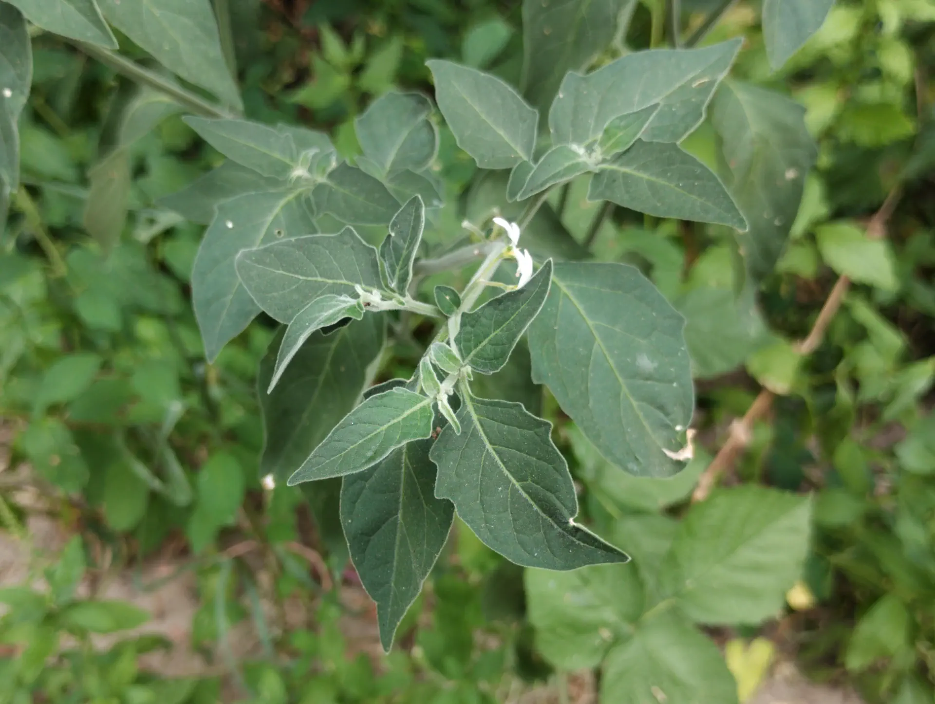 img/solanum-chenopodioides-3.webp