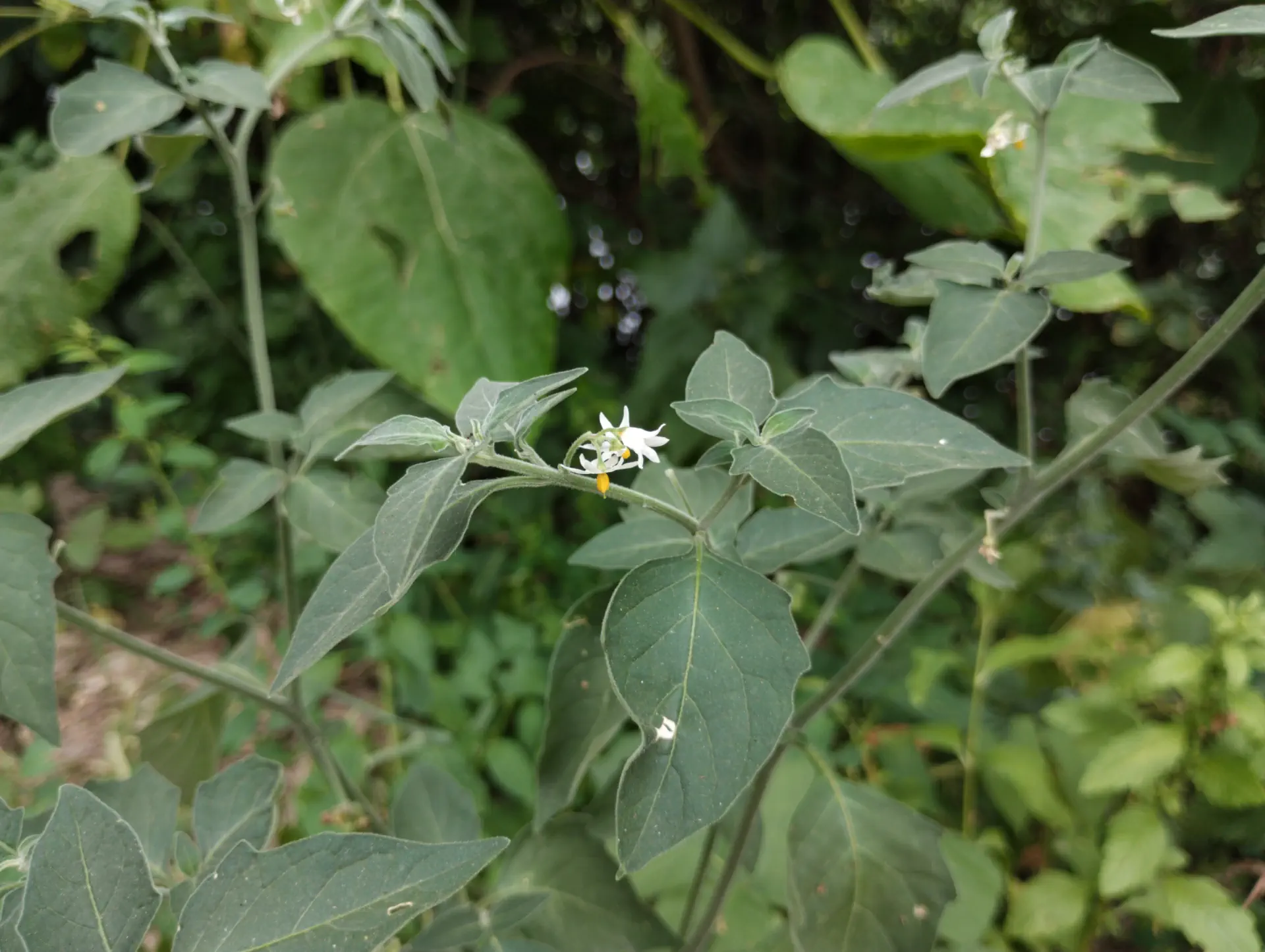 img/solanum-chenopodioides.webp