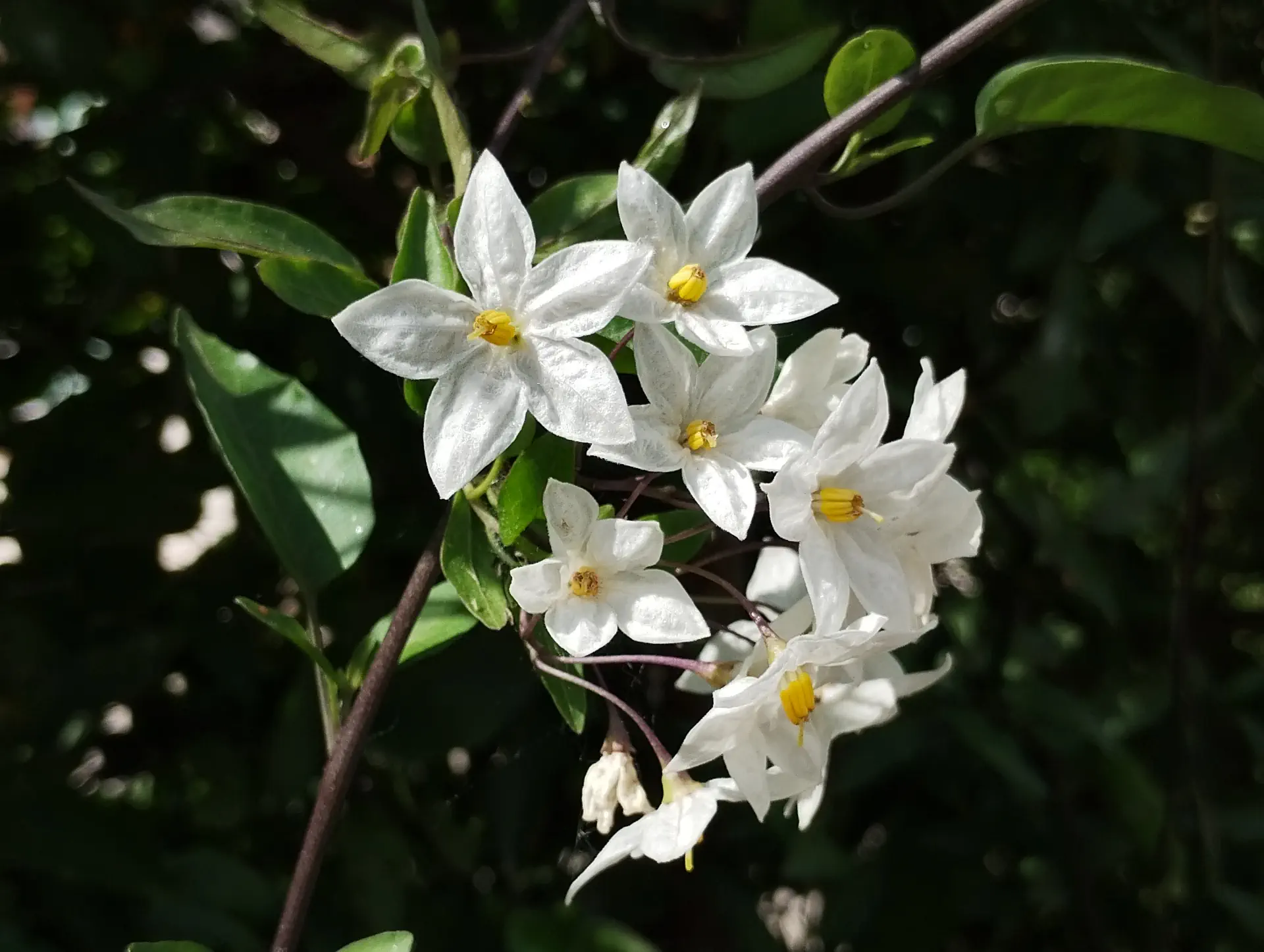 img/solanum-laxum.webp