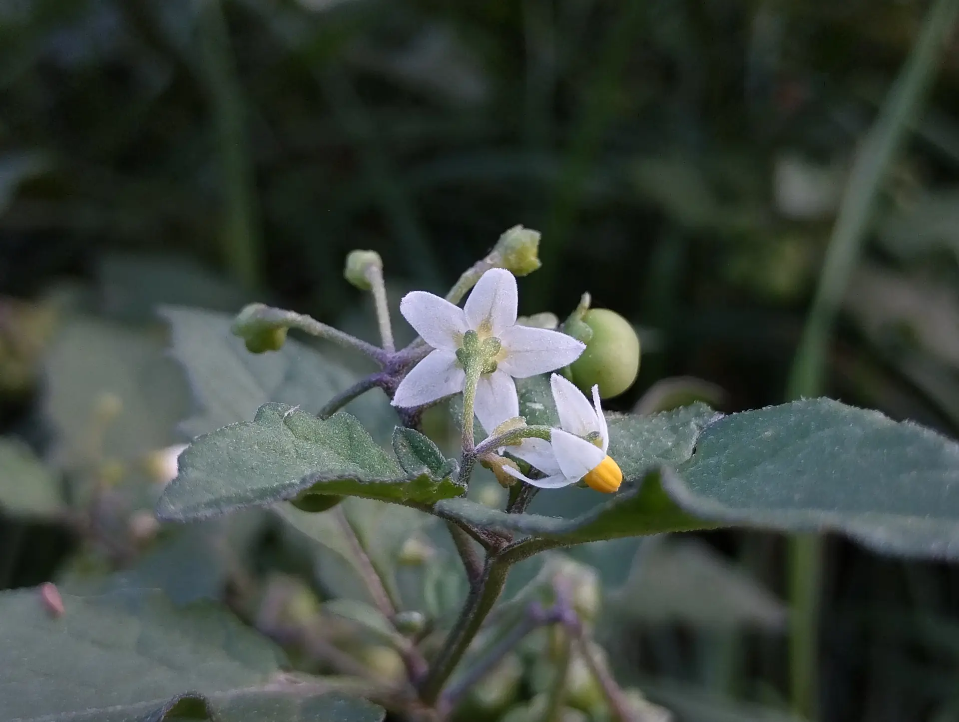 img/solanum-nigrum-2.webp