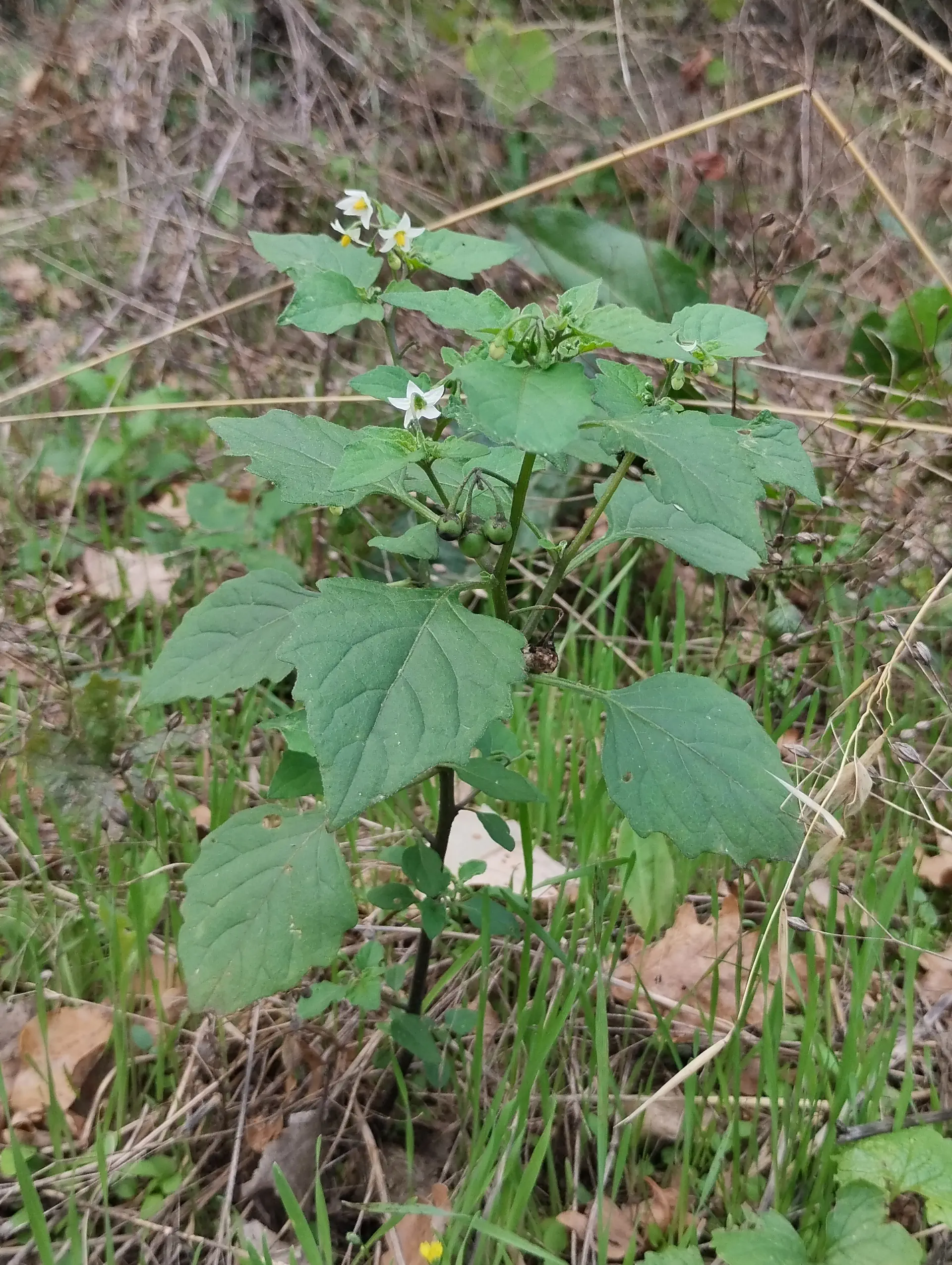 img/solanum-nigrum-3.webp