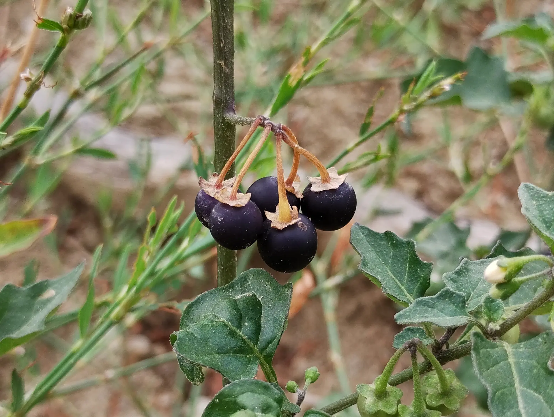 img/solanum-nigrum-4.webp