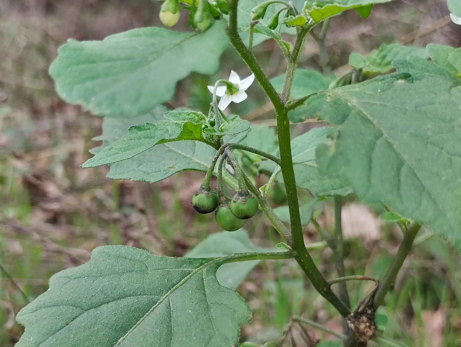 img/solanum-nigrum-6.webp