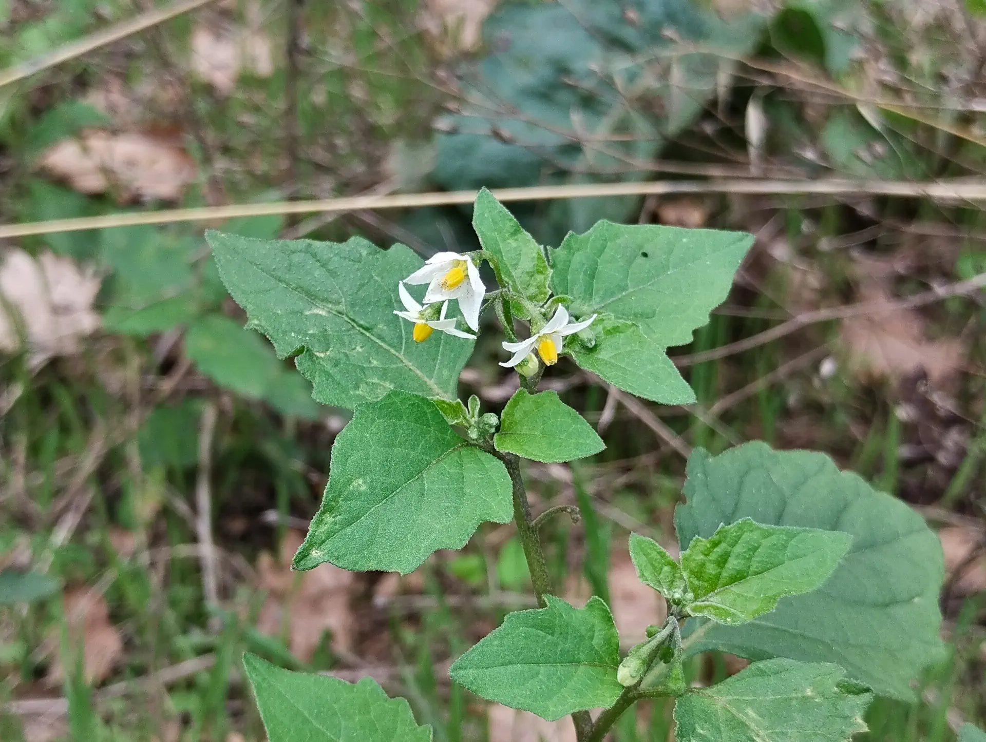 img/solanum-nigrum.webp