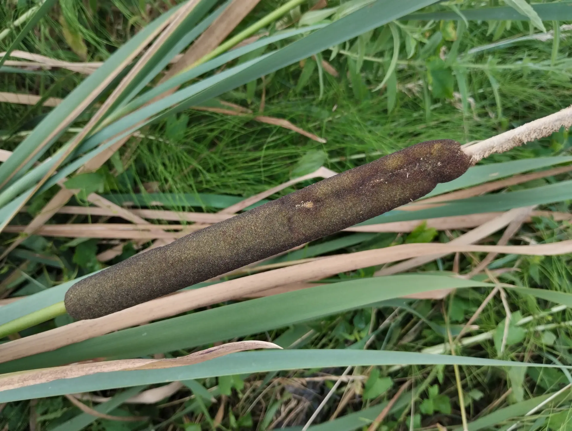 img/typha-latifolia-2.webp