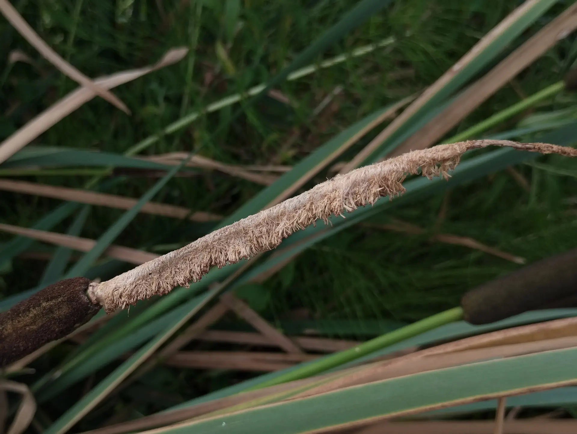 img/typha-latifolia-3.webp