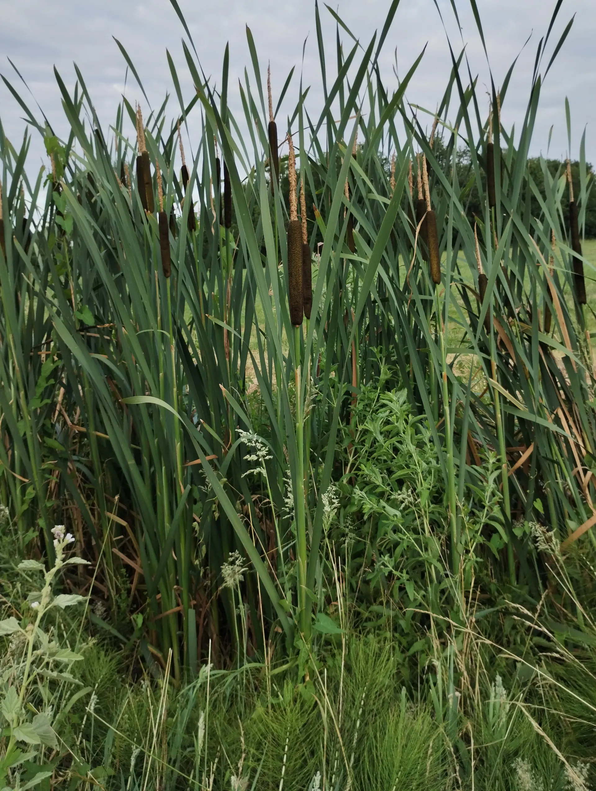 img/typha-latifolia-4.webp