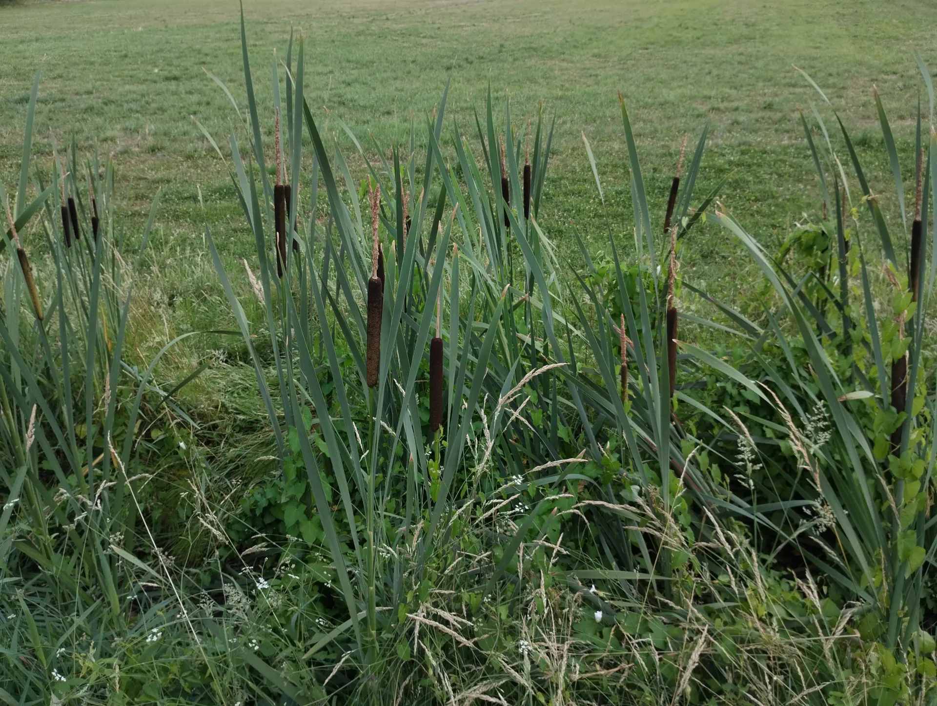 img/typha-latifolia-5.webp