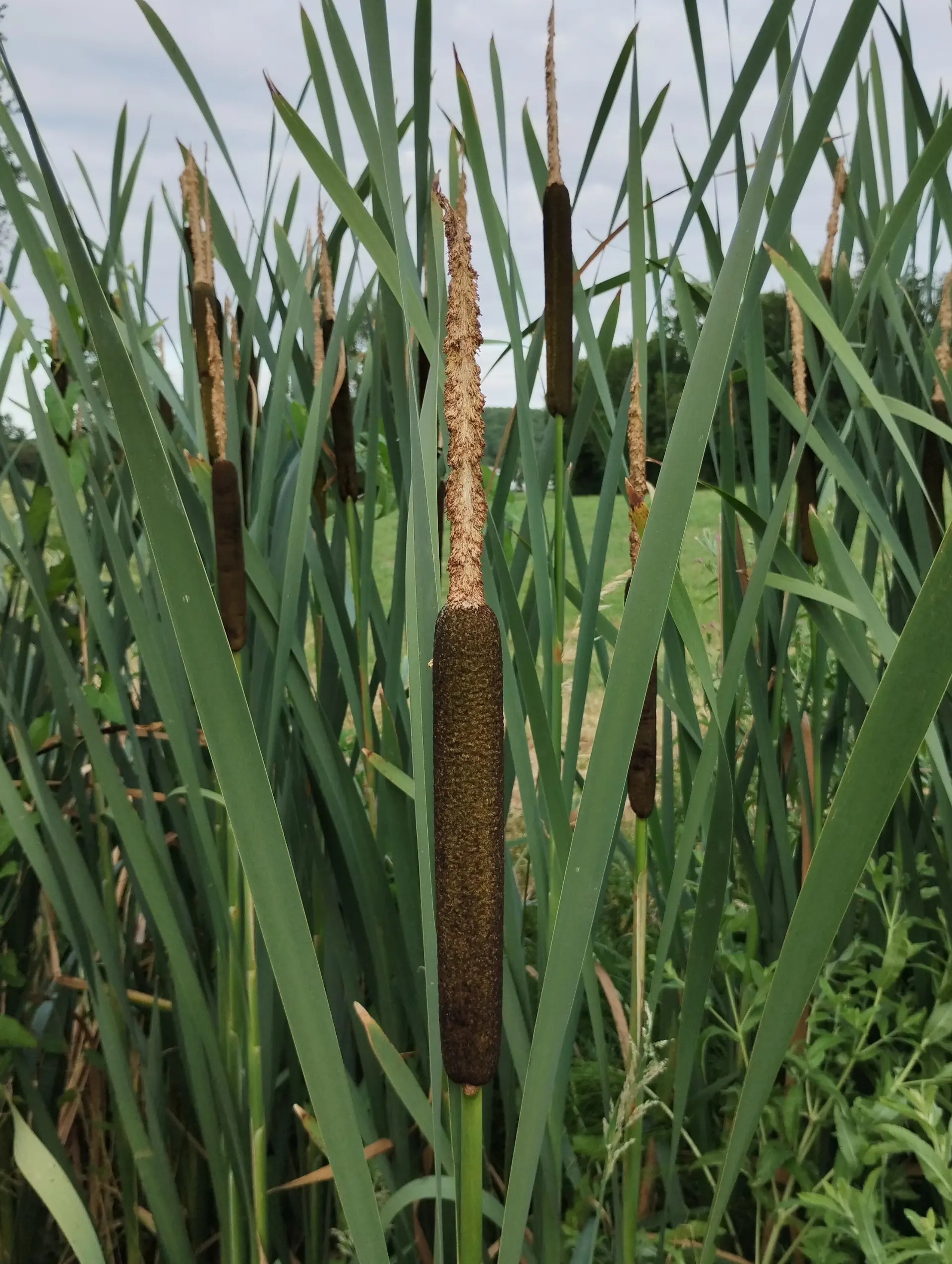 img/typha-latifolia.webp