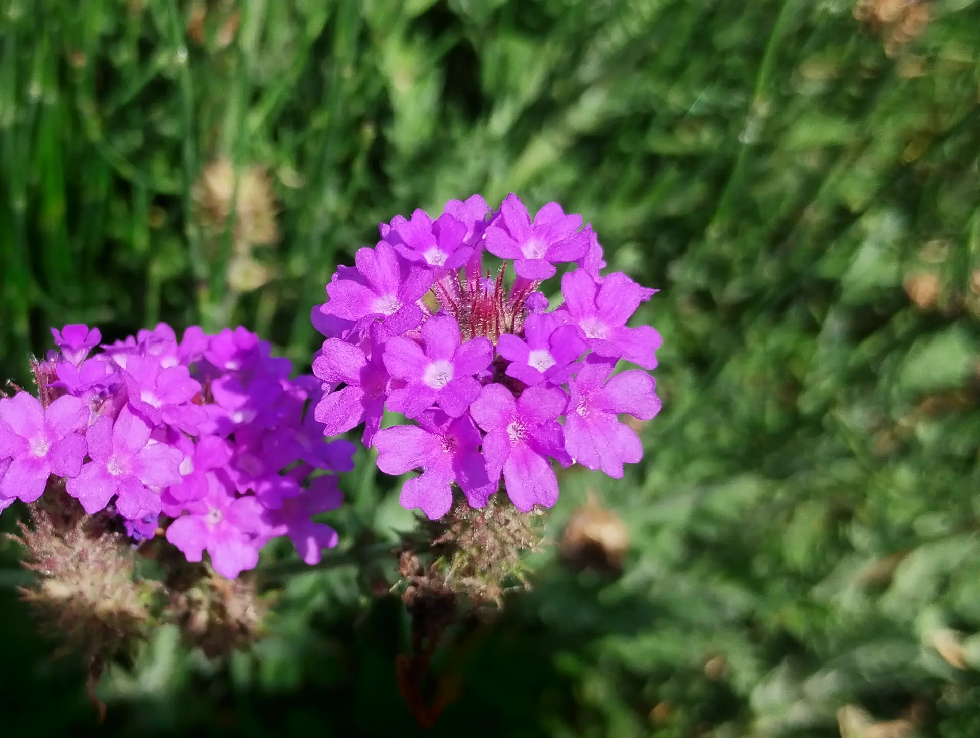 img/verbena-rigida.webp