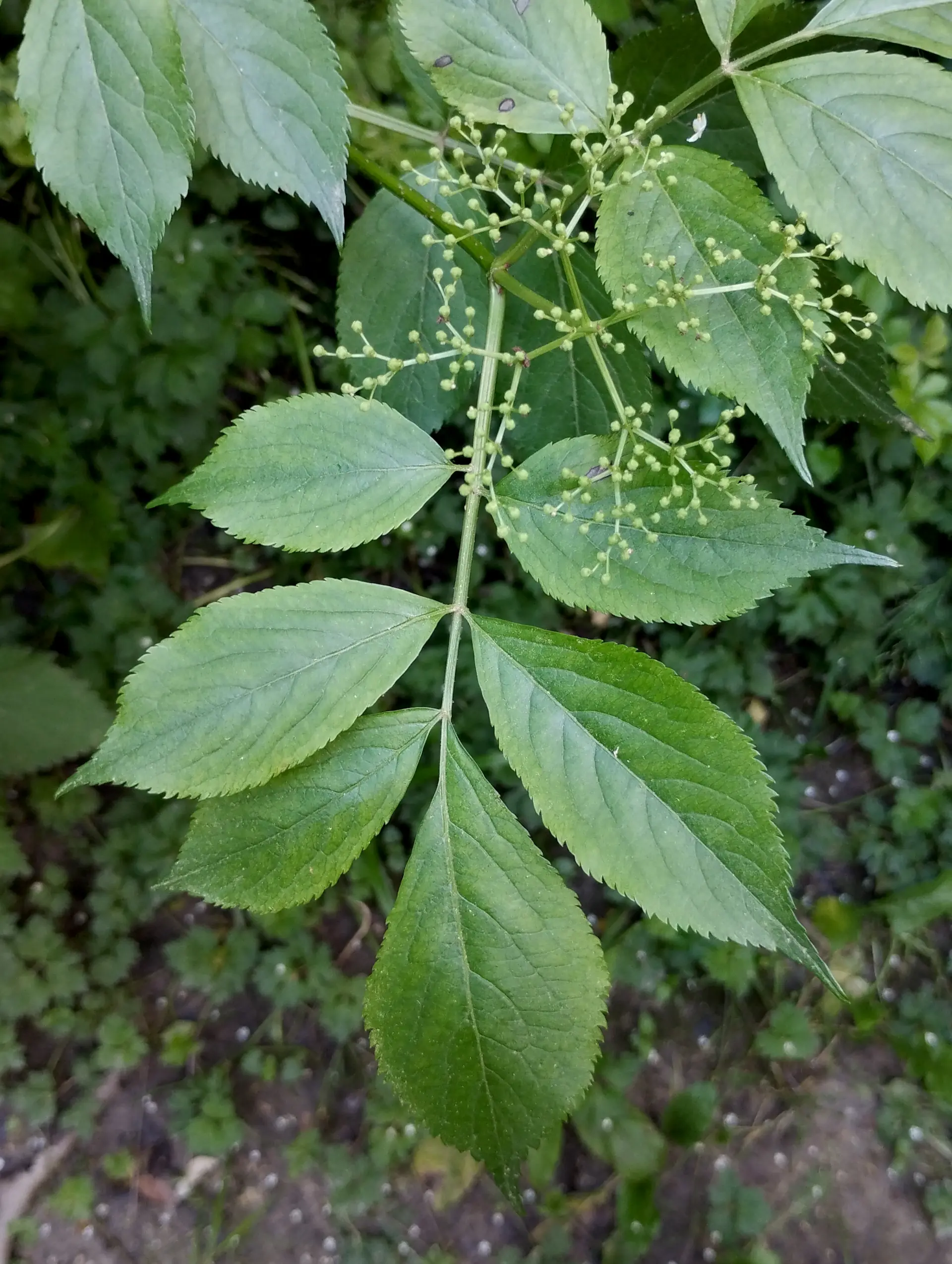 img/sambucus-nigra-2.webp