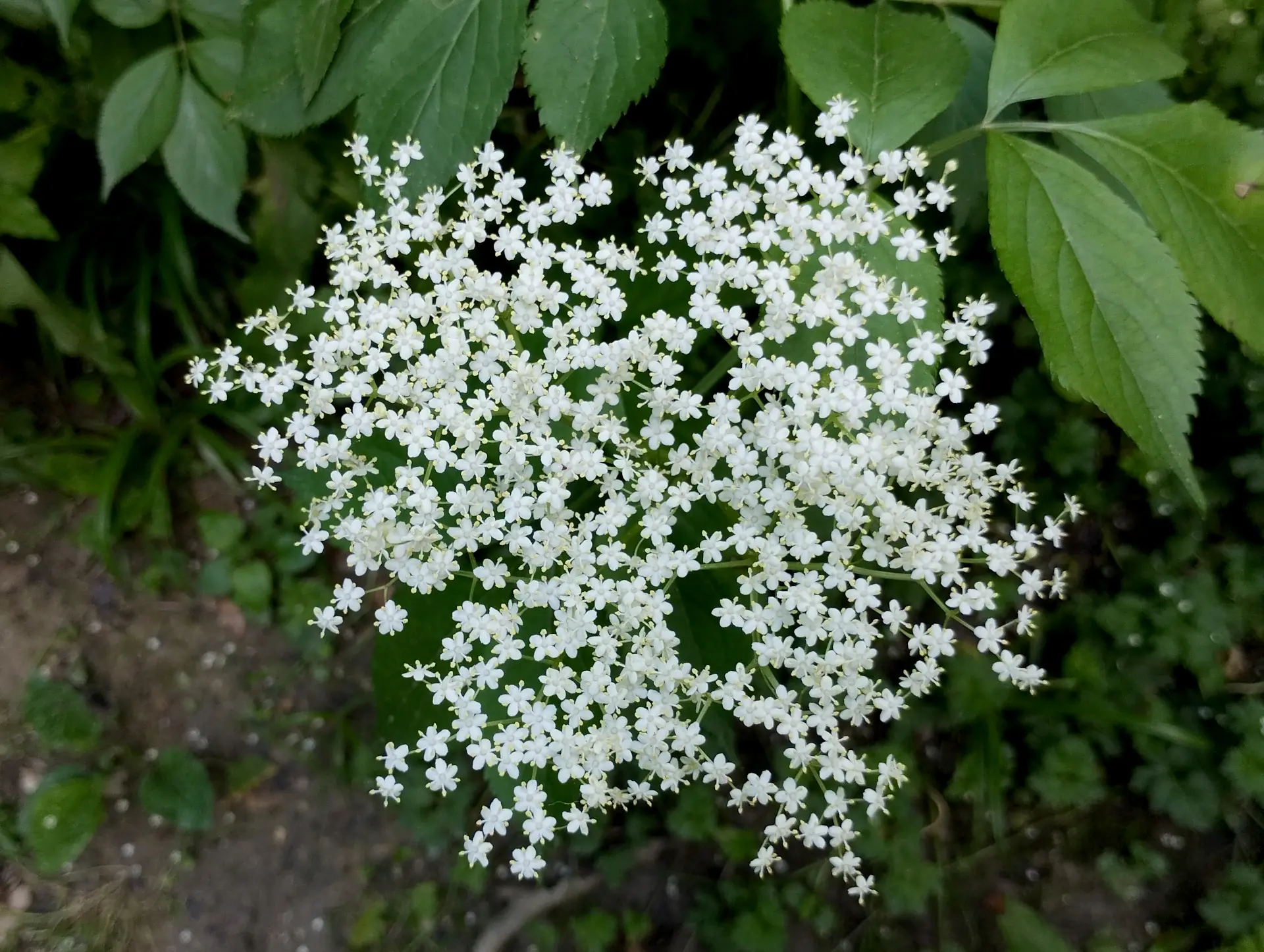 img/sambucus-nigra.webp