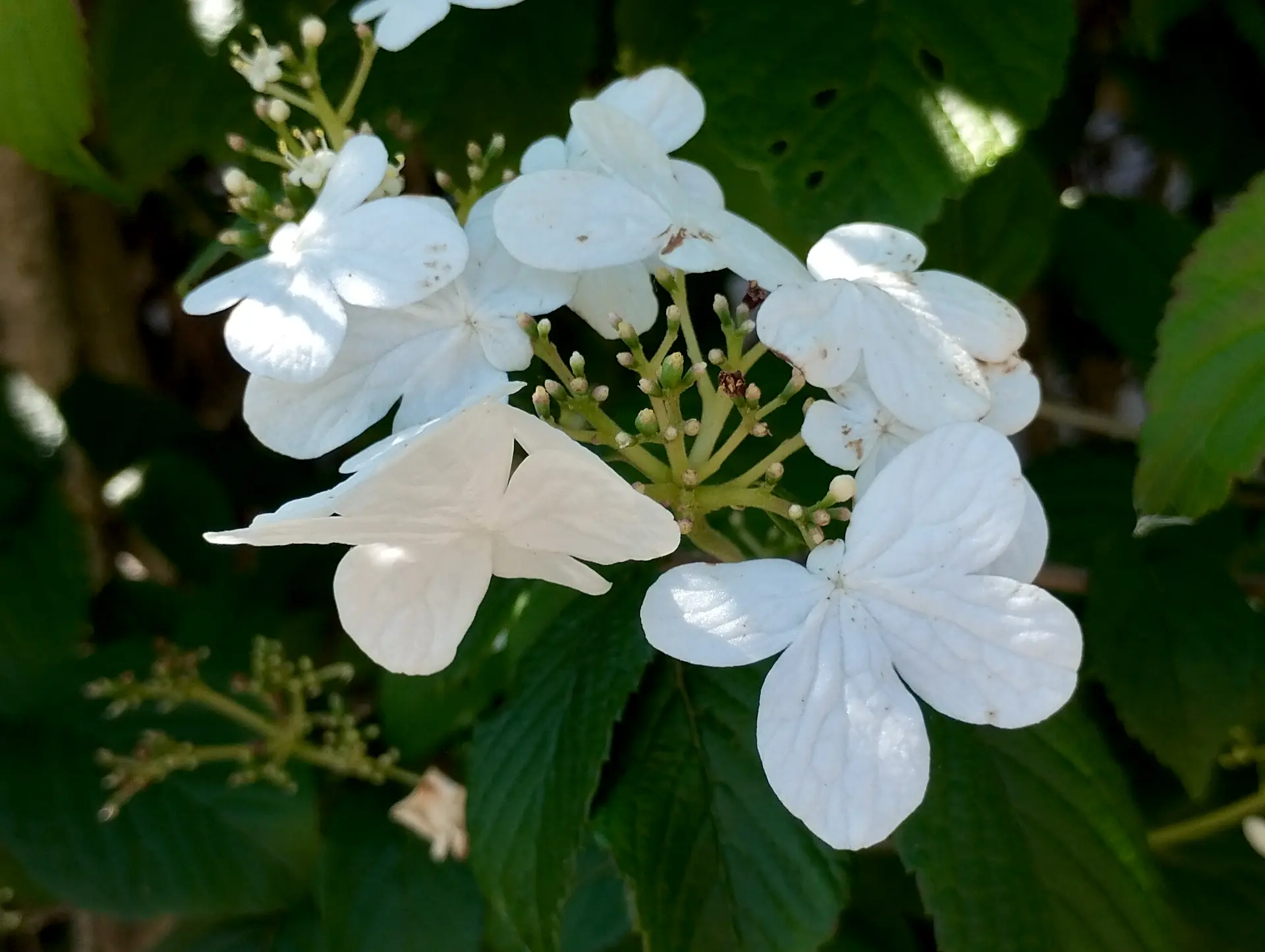 img/viburnum-plicatum.webp