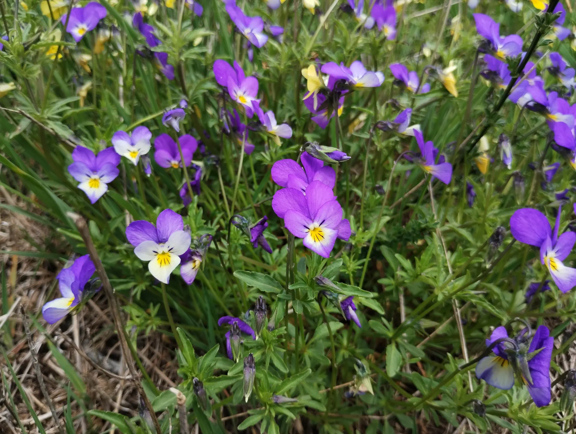 img/viola-tricolor-3.webp