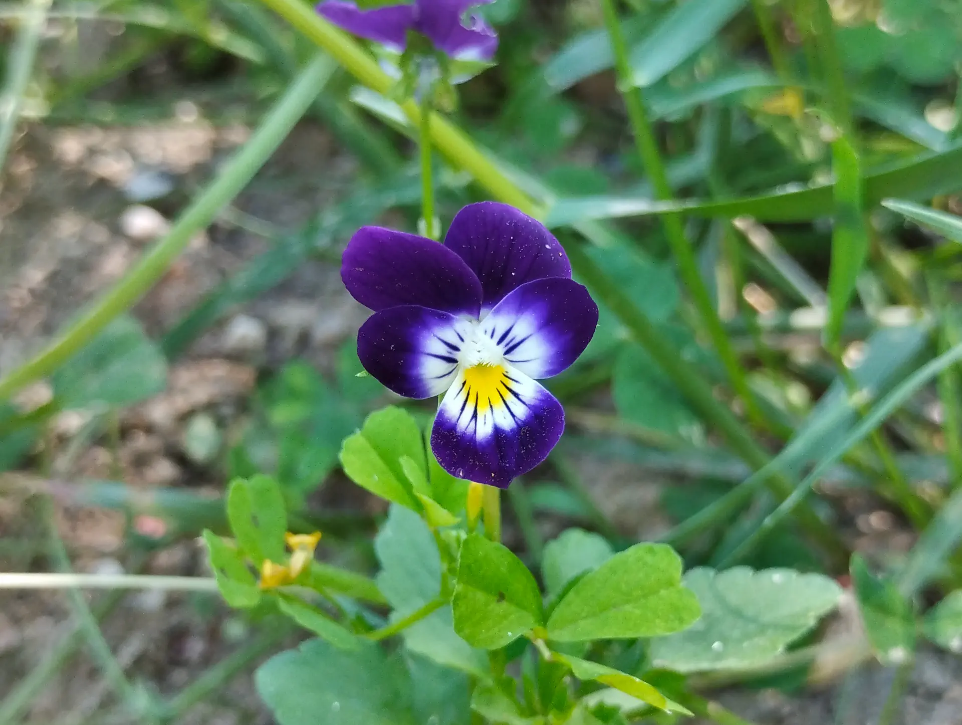 img/viola-tricolor-5.webp