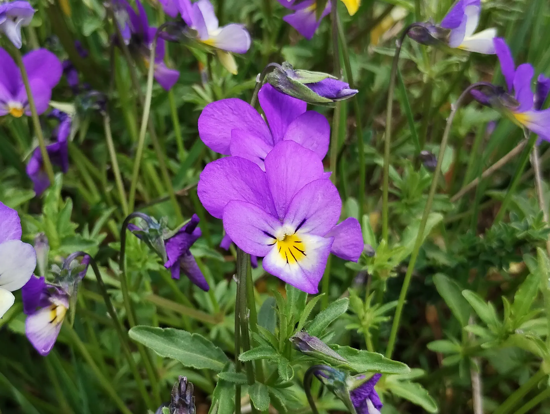img/viola-tricolor.webp