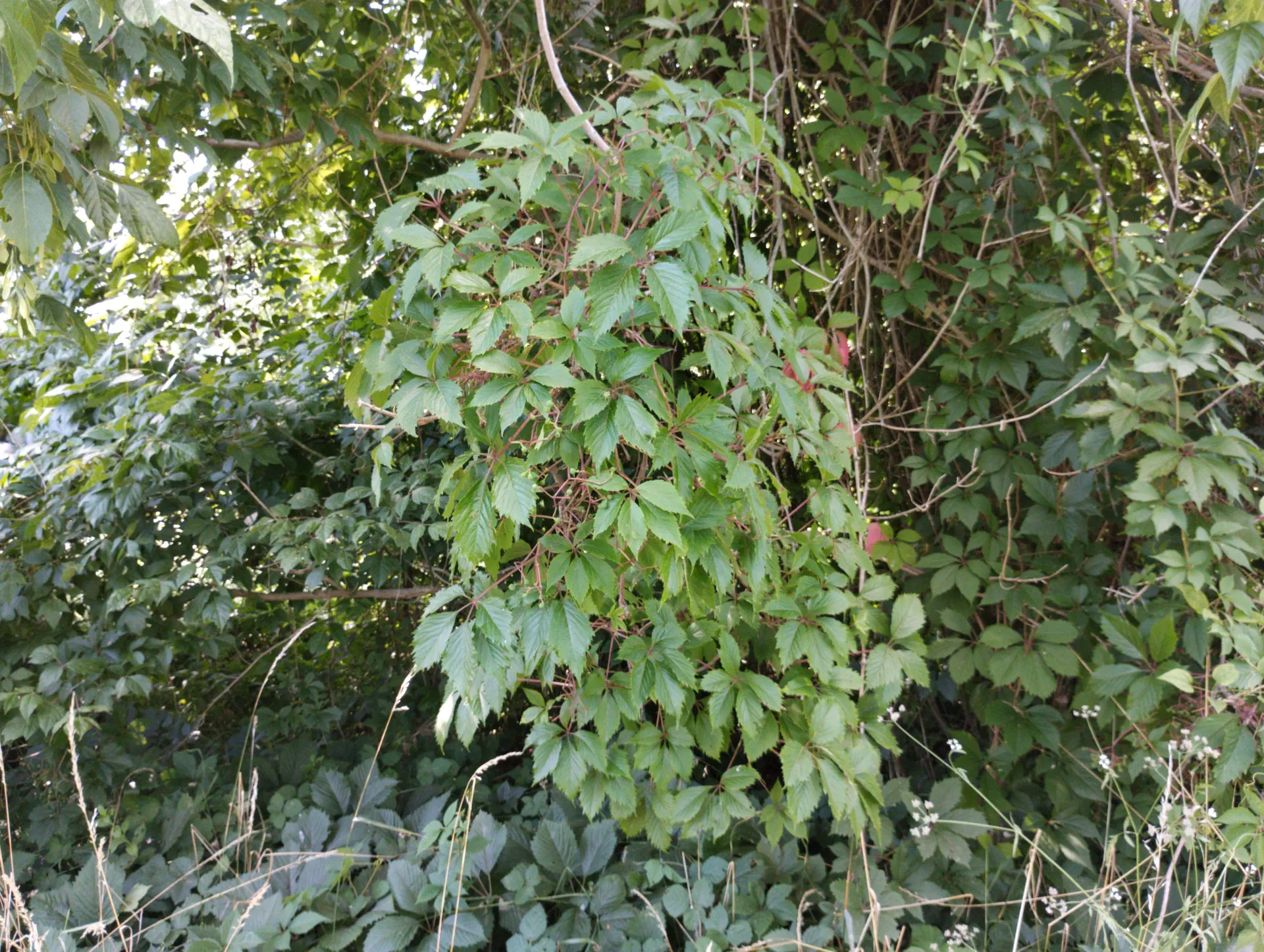 img/parthenocissus-2.webp