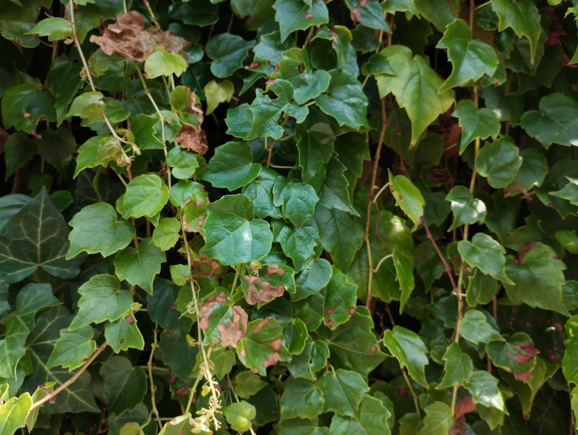 img/parthenocissus-tricuspidata-2.webp