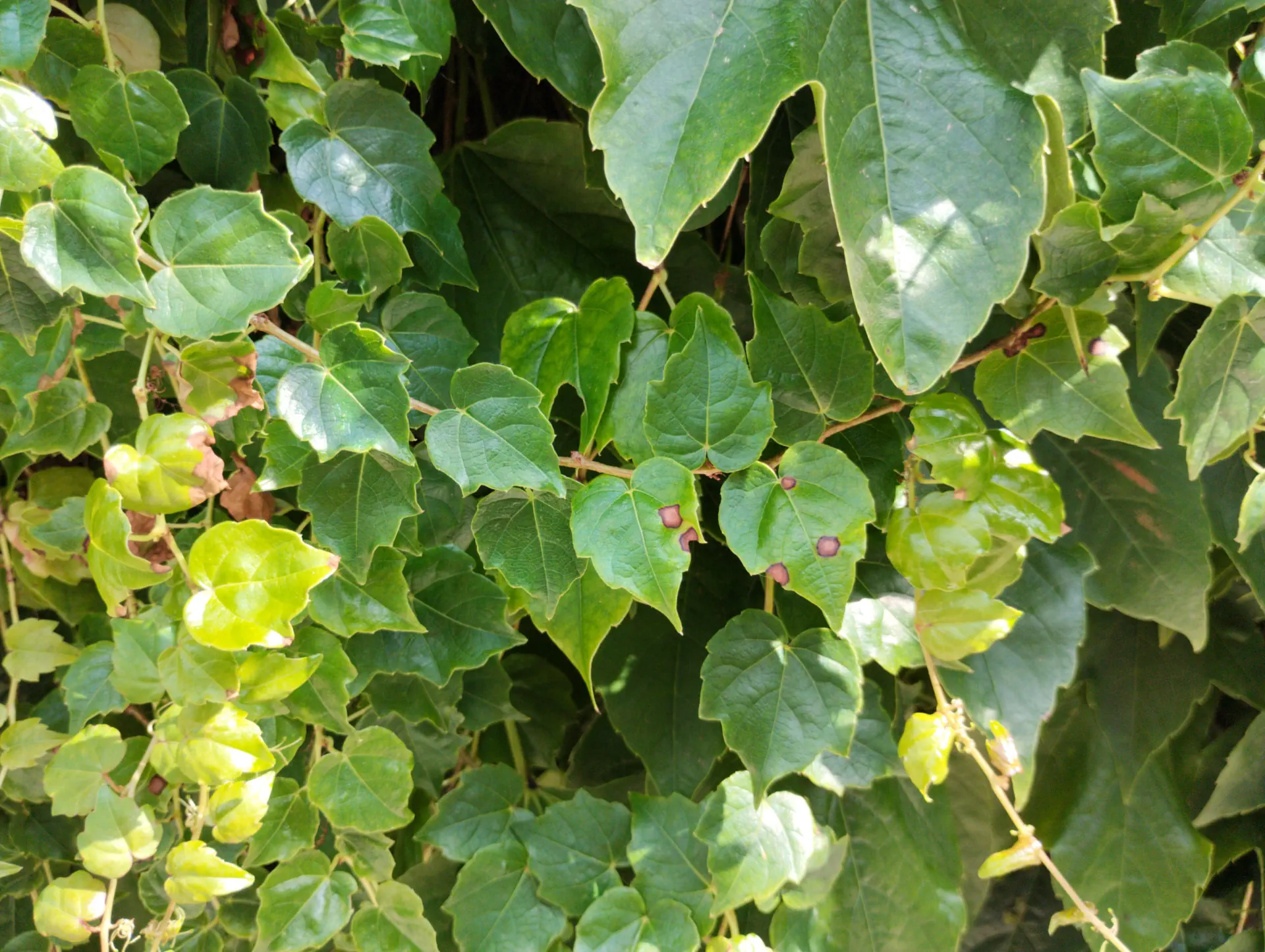 img/parthenocissus-tricuspidata-3.webp